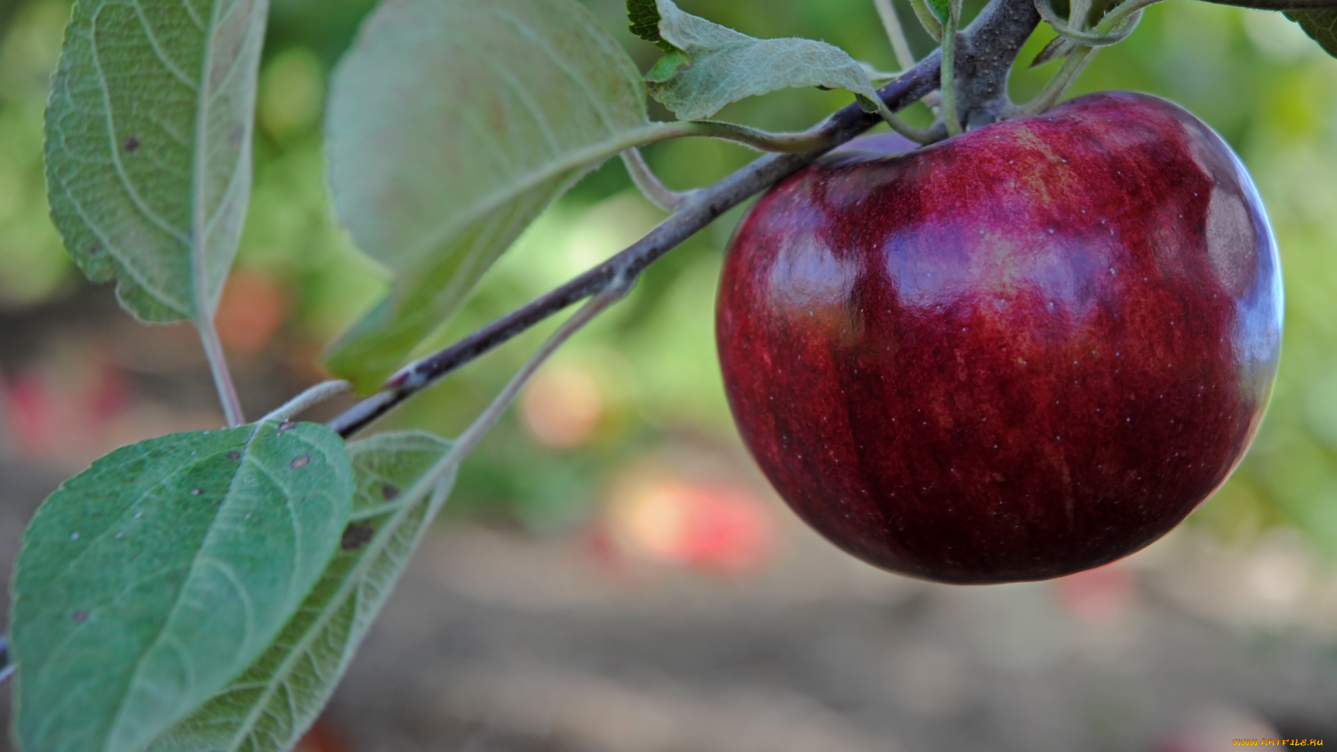 природа, плоды, листья, ветка