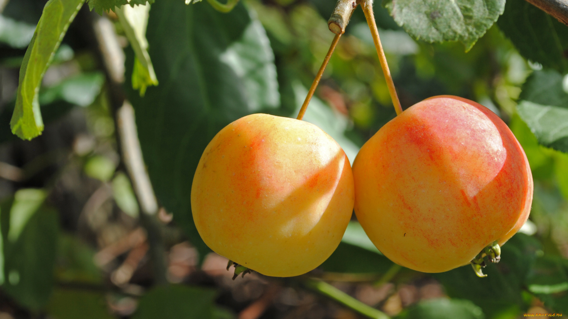 природа, плоды, листья, ветка