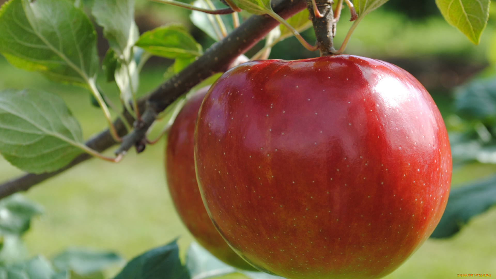 природа, плоды, листья, ветка