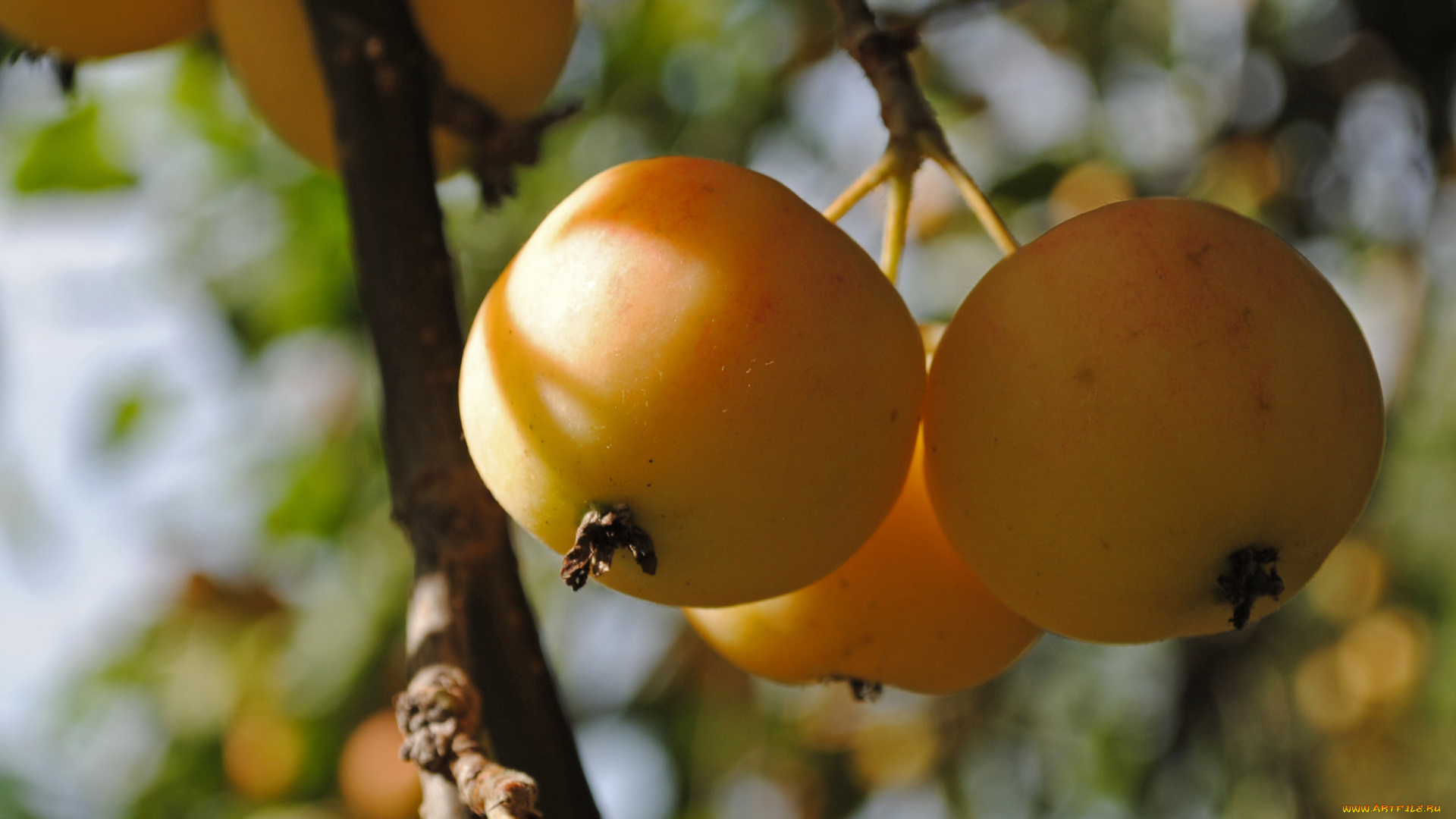 природа, плоды, ветка