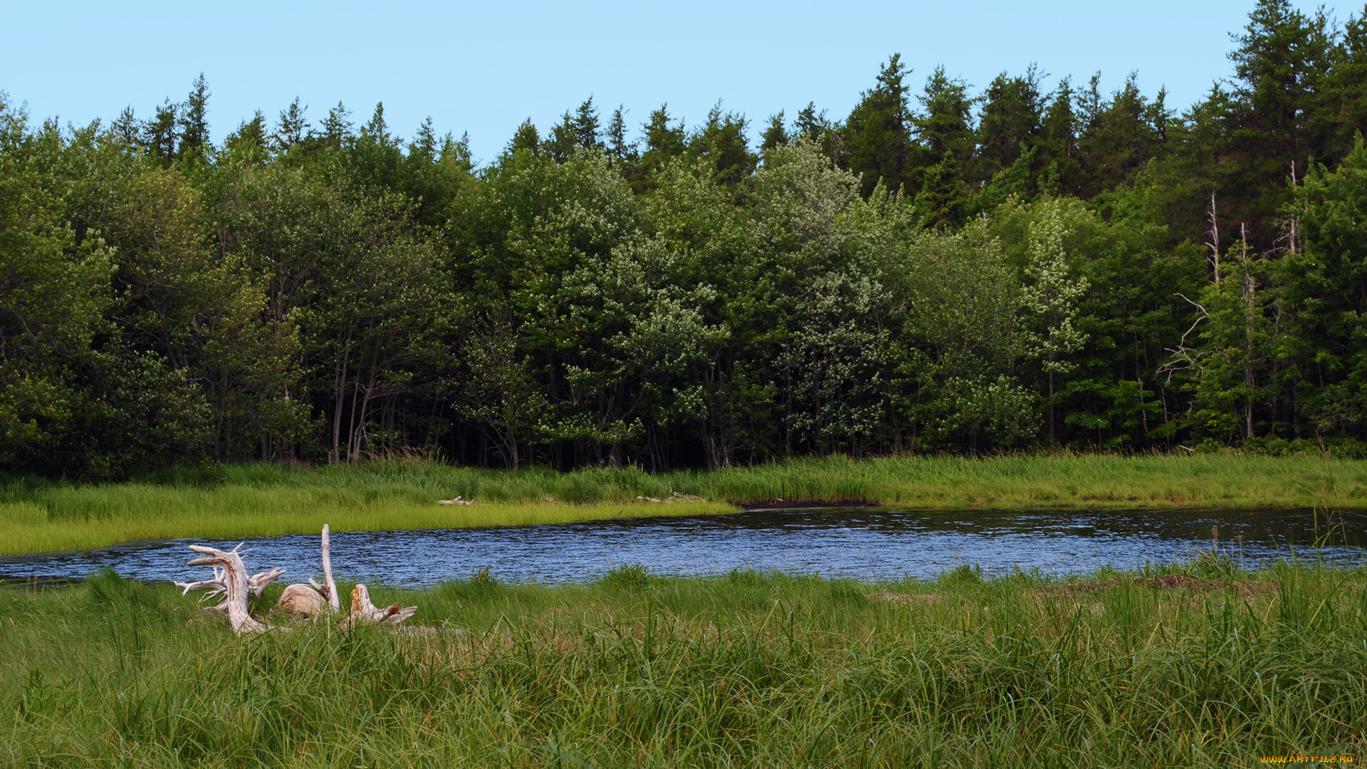 природа, реки, озера, лес, река