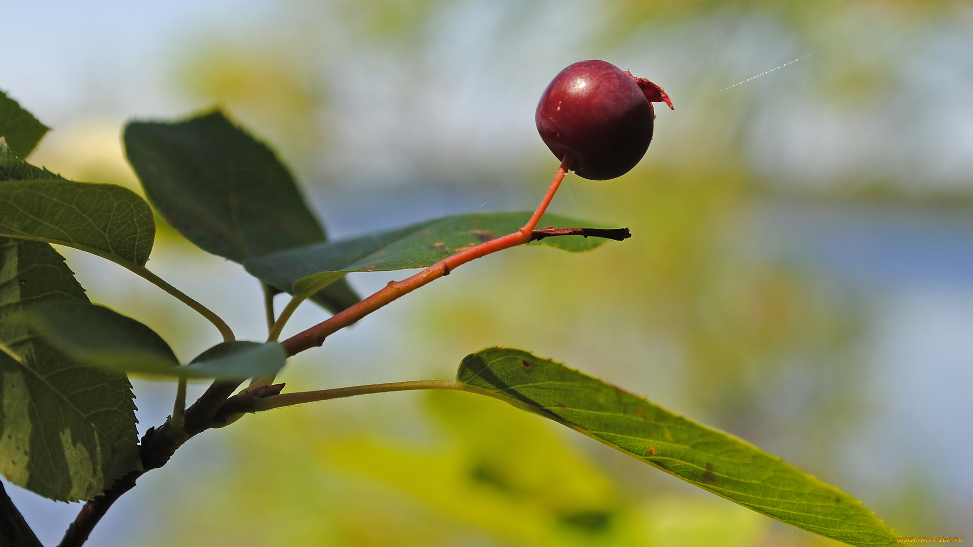 природа, Ягоды, ветка