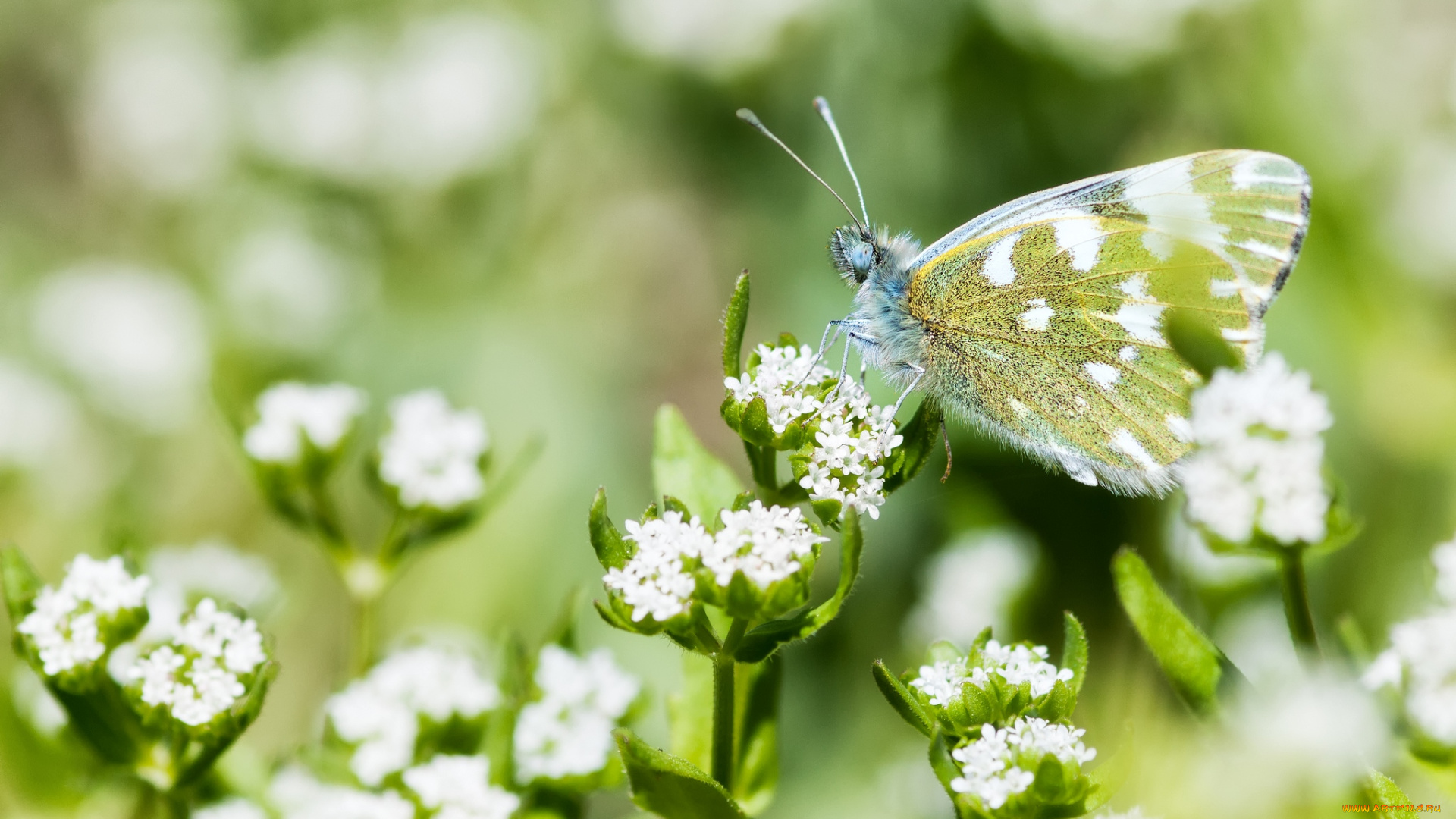 животные, бабочки, крылья, цветение