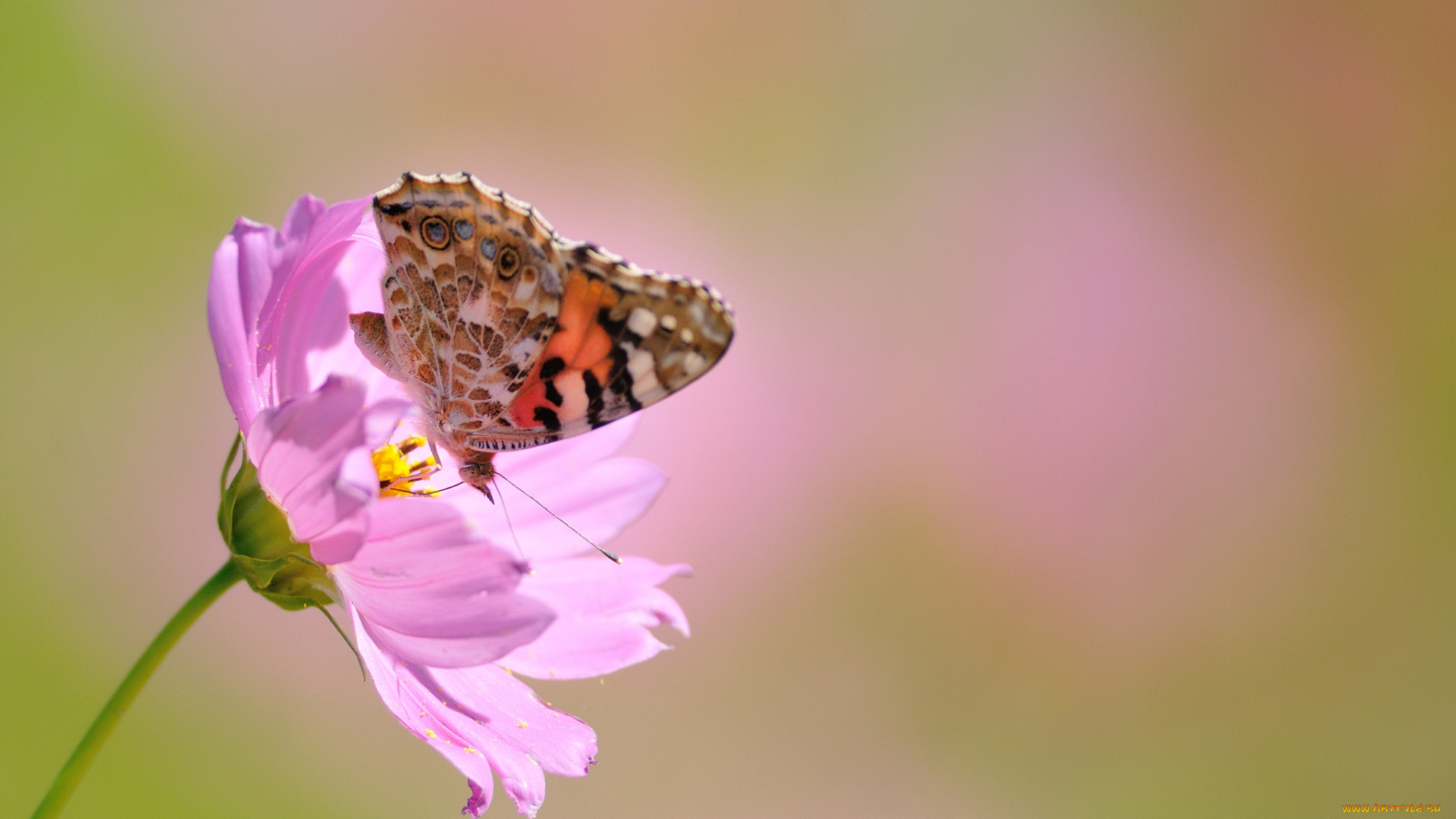 животные, бабочки, крылья, цветок