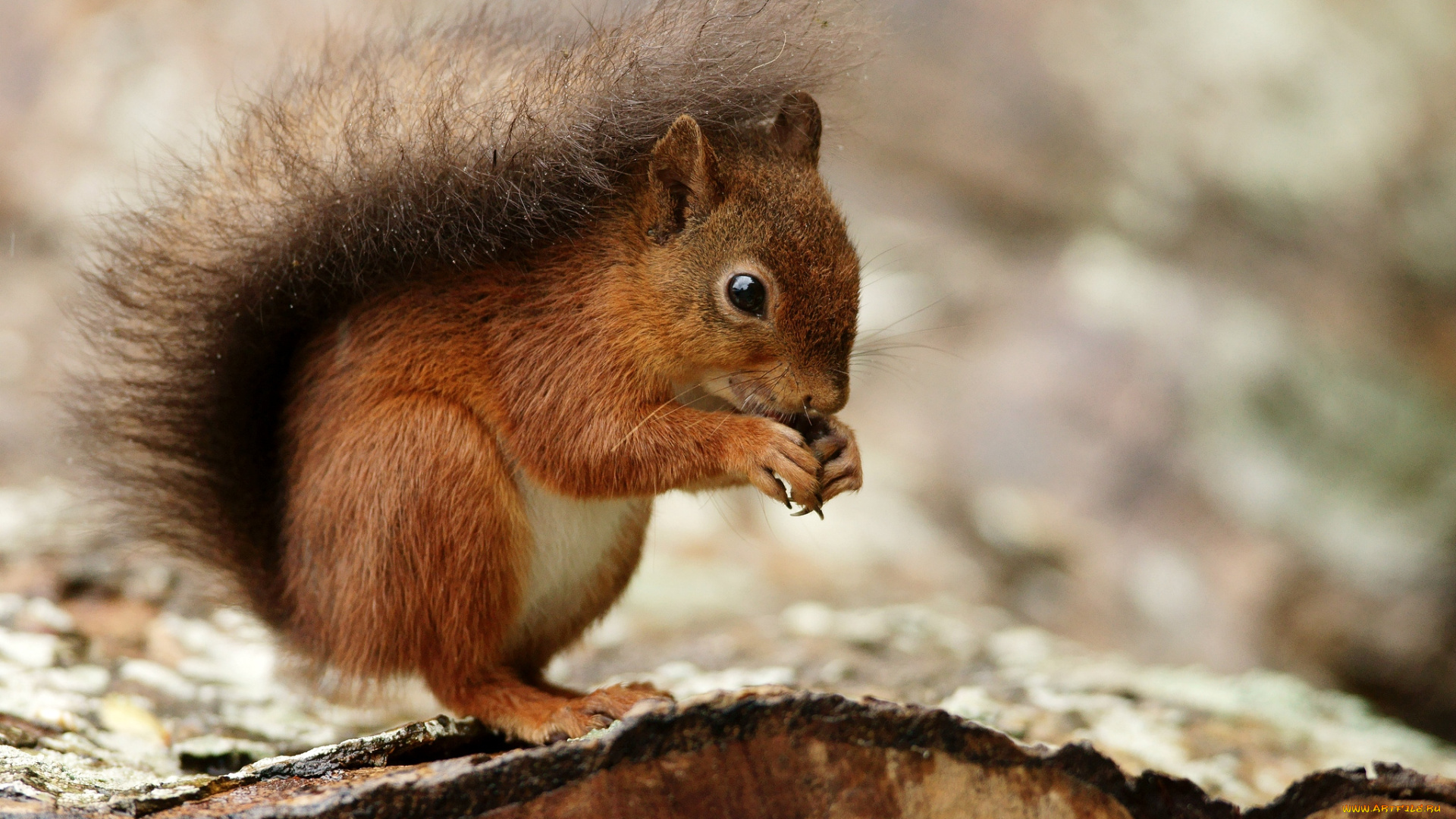 животные, белки, зверек