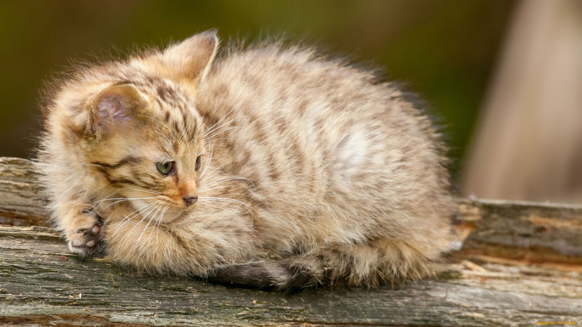 животные, дикие, кошки, лесной, кот