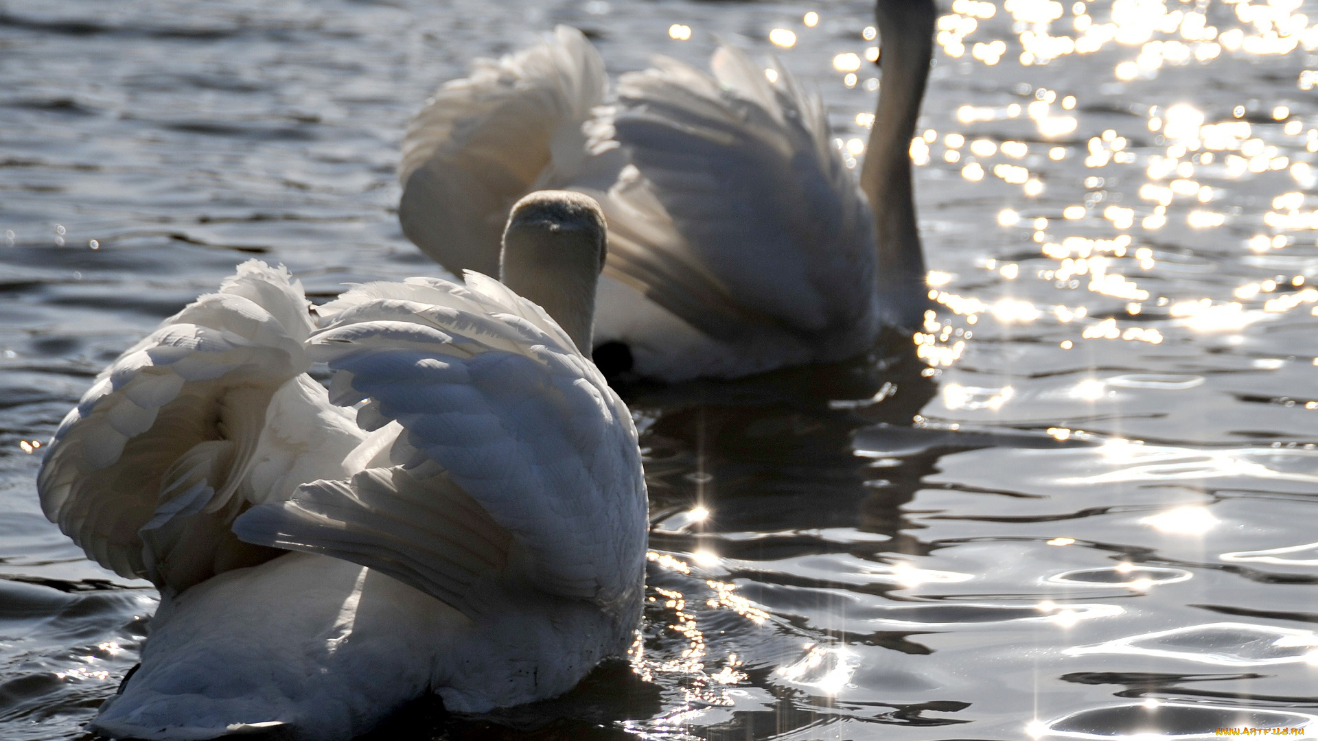 животные, лебеди, блики, вода, пара