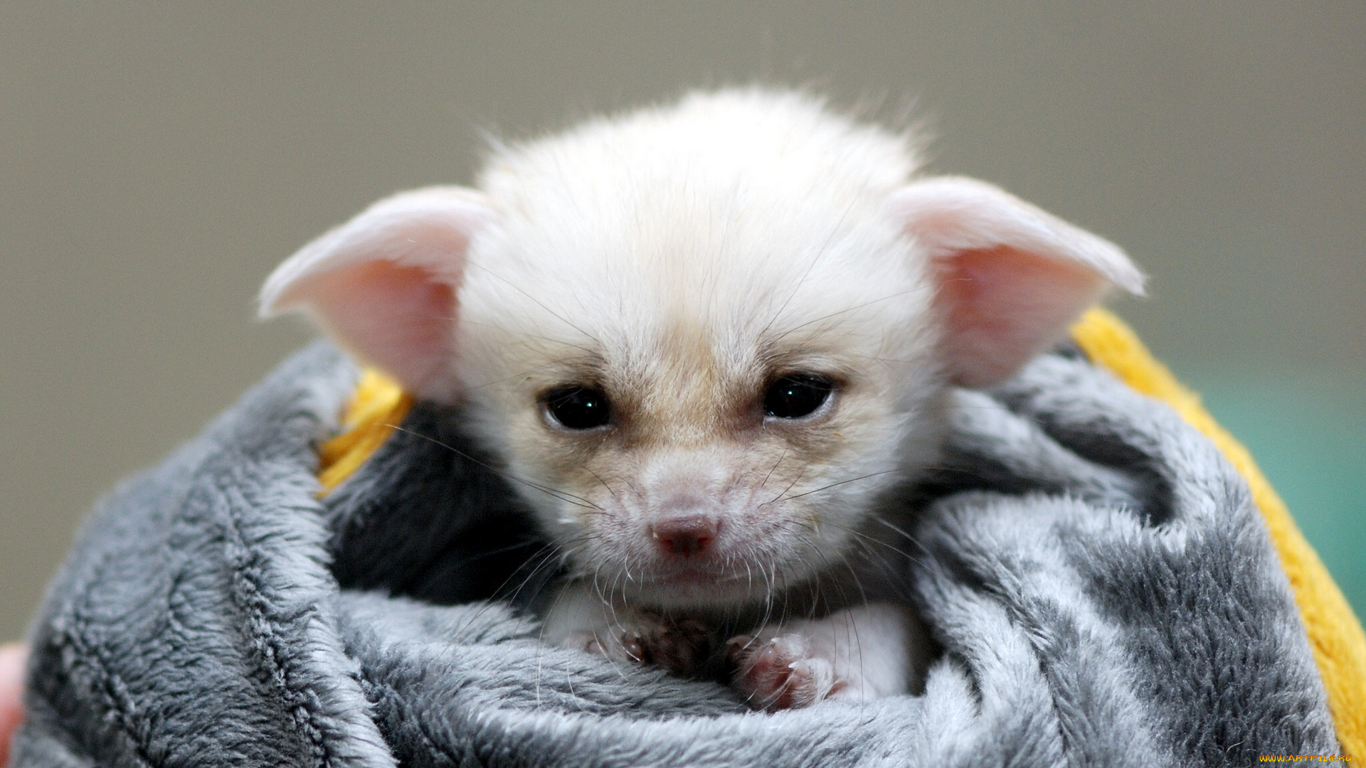 животные, лисы, лисёнок, фенек, плед, детёныш