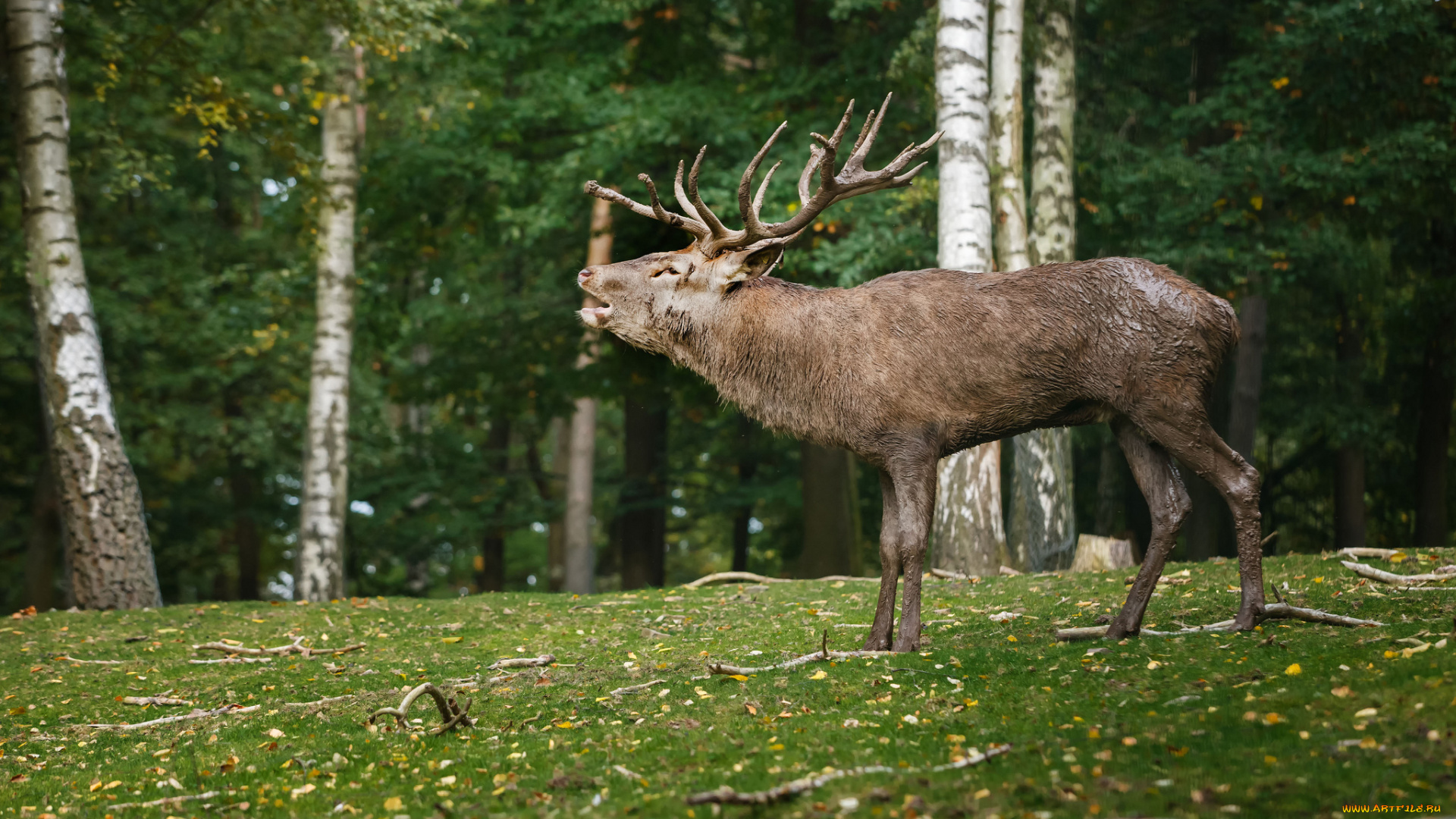 животные, олени, рев, рога