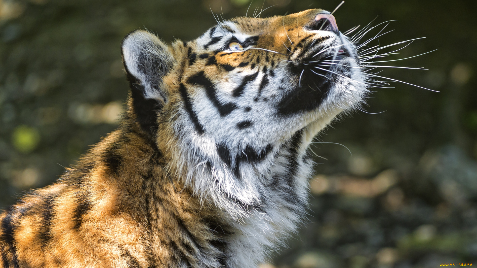 животные, тигры, голова