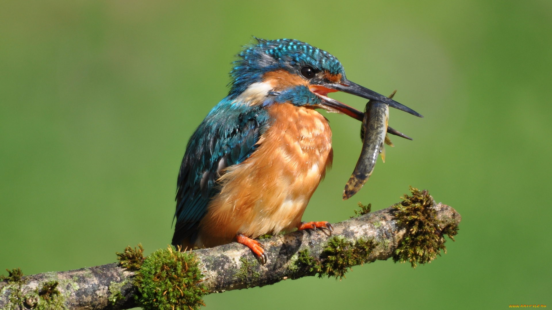 животные, зимородки, добыча