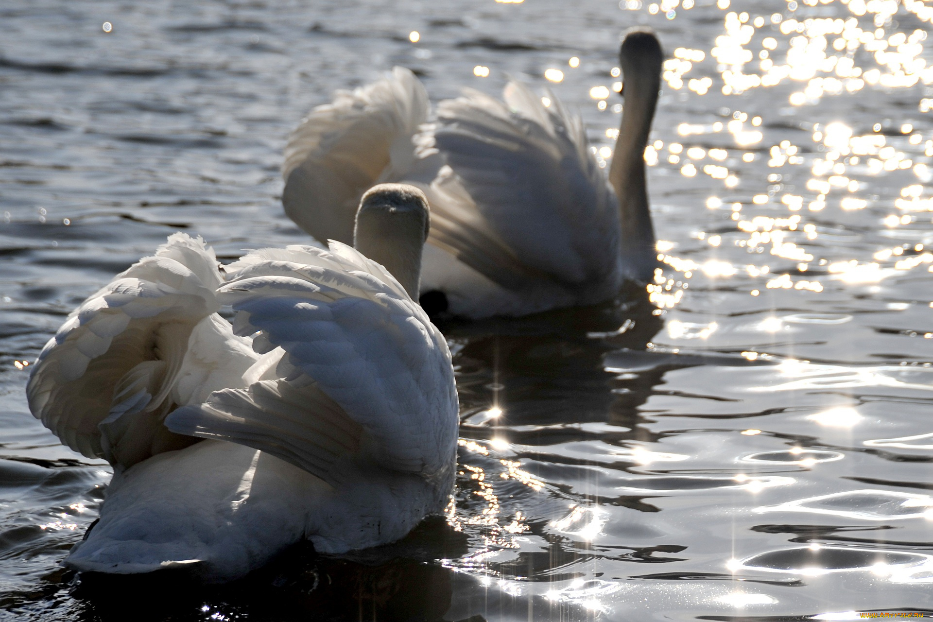 животные, лебеди, блики, вода, пара