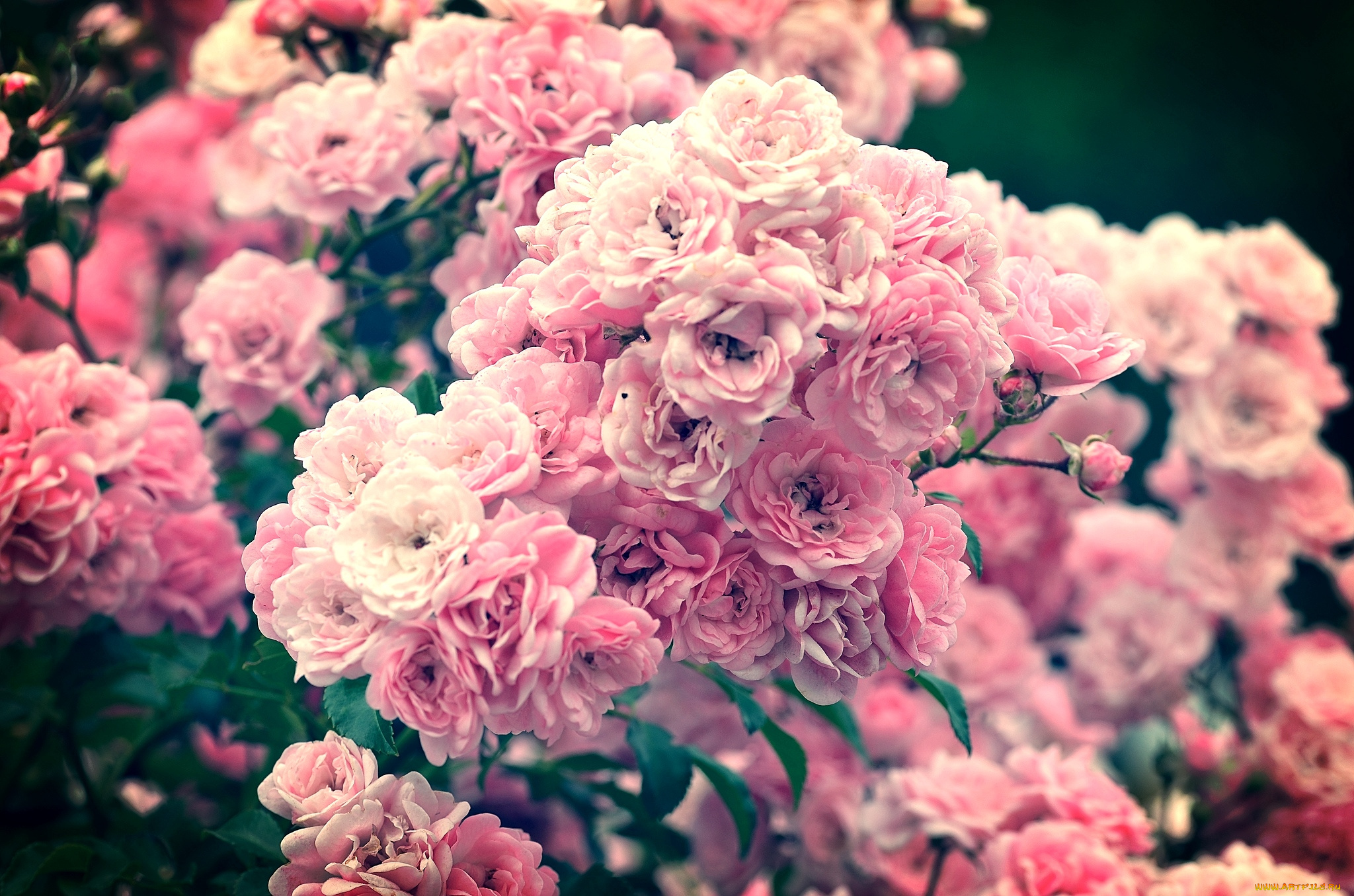 цветы, розы, куст