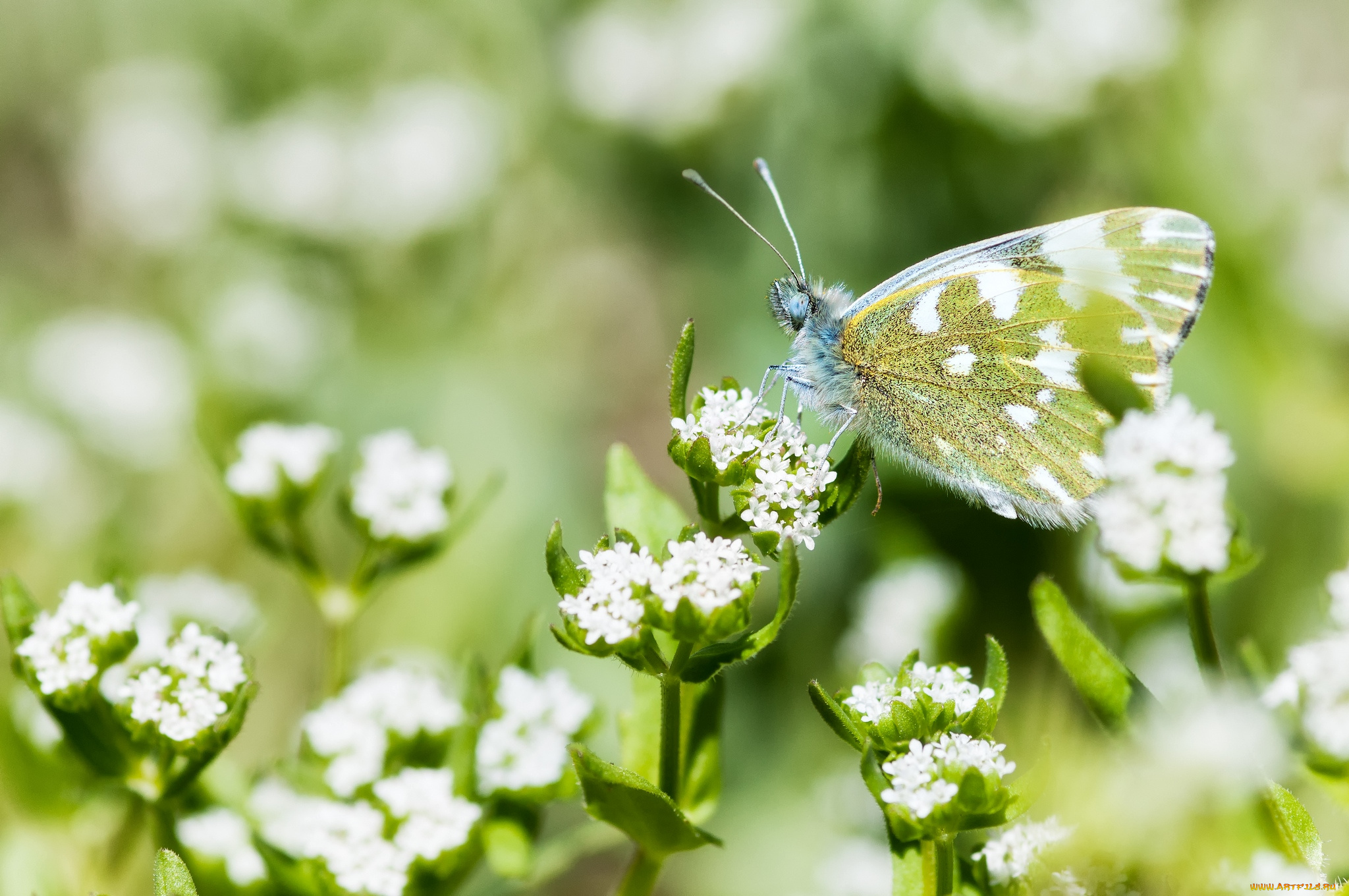 животные, бабочки, крылья, цветение