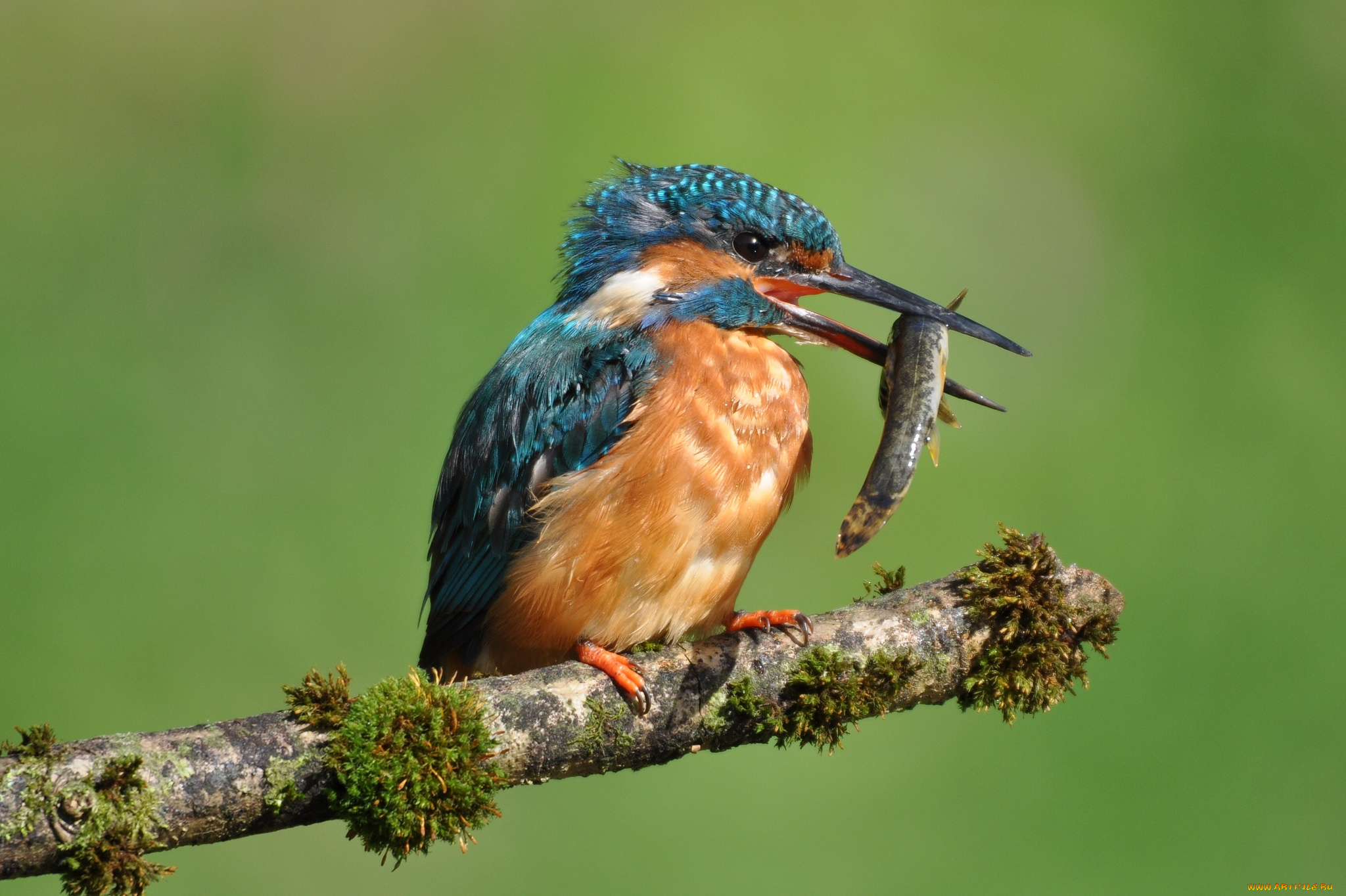 животные, зимородки, добыча