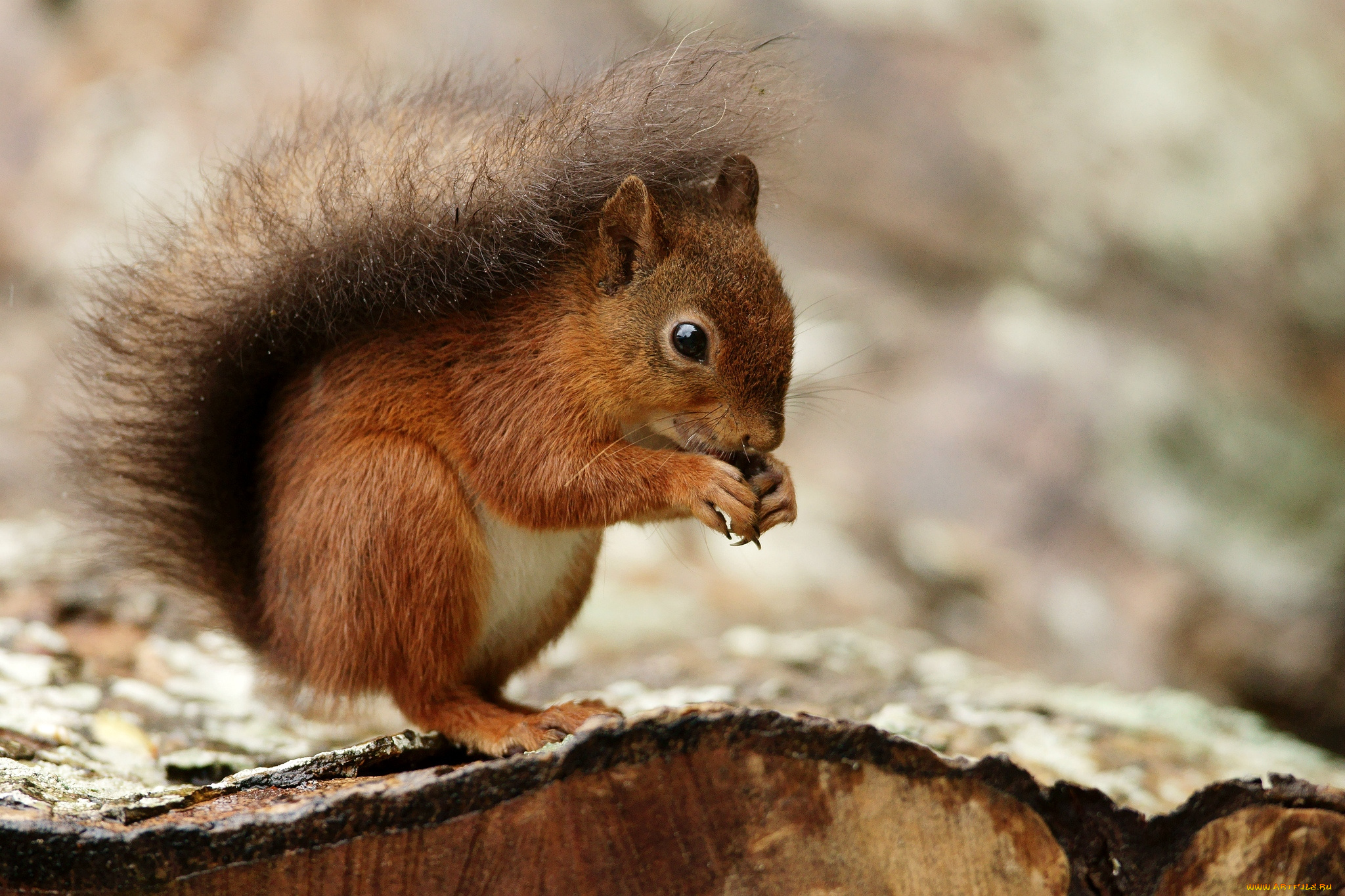 животные, белки, зверек