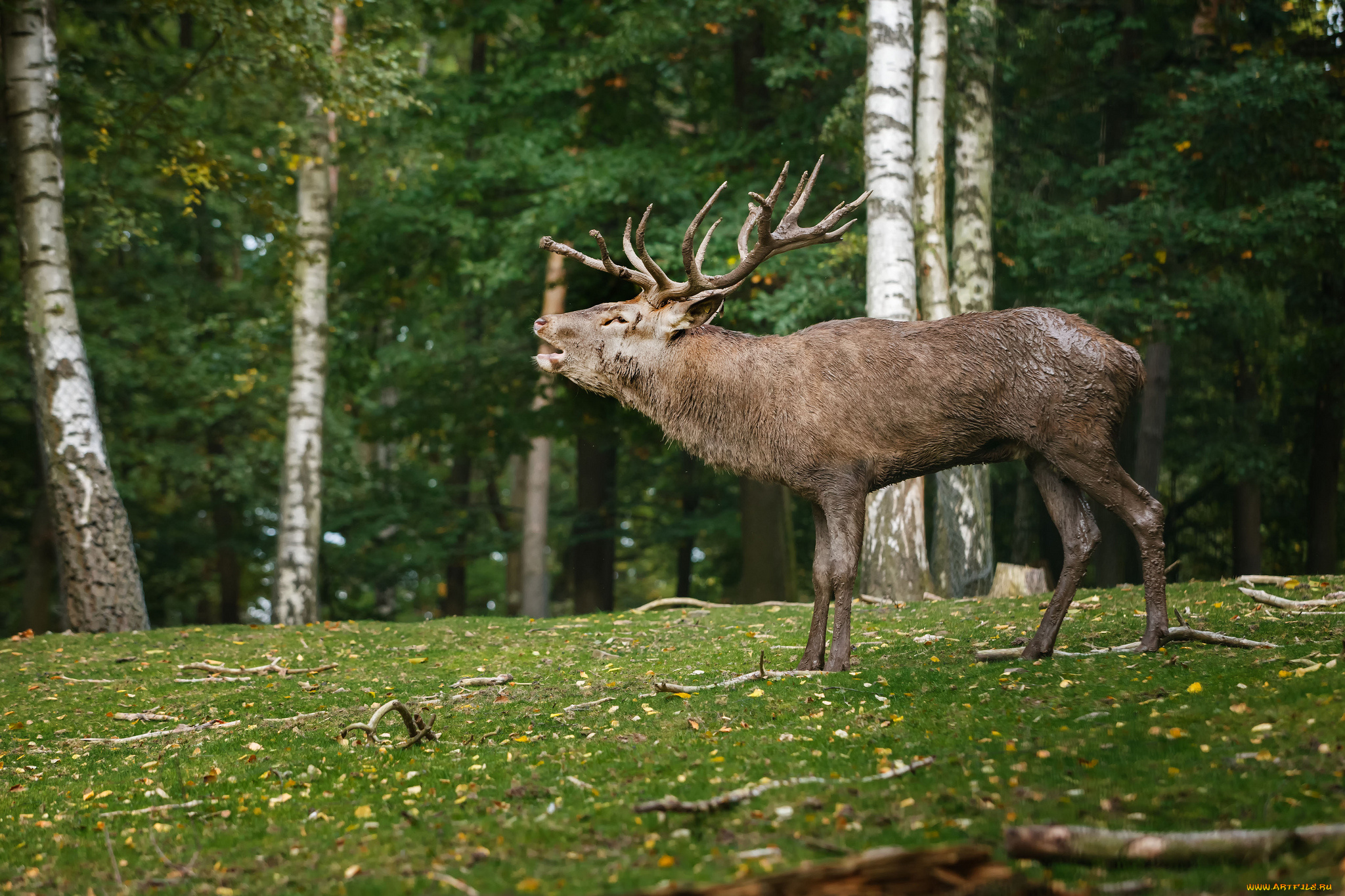 животные, олени, рев, рога