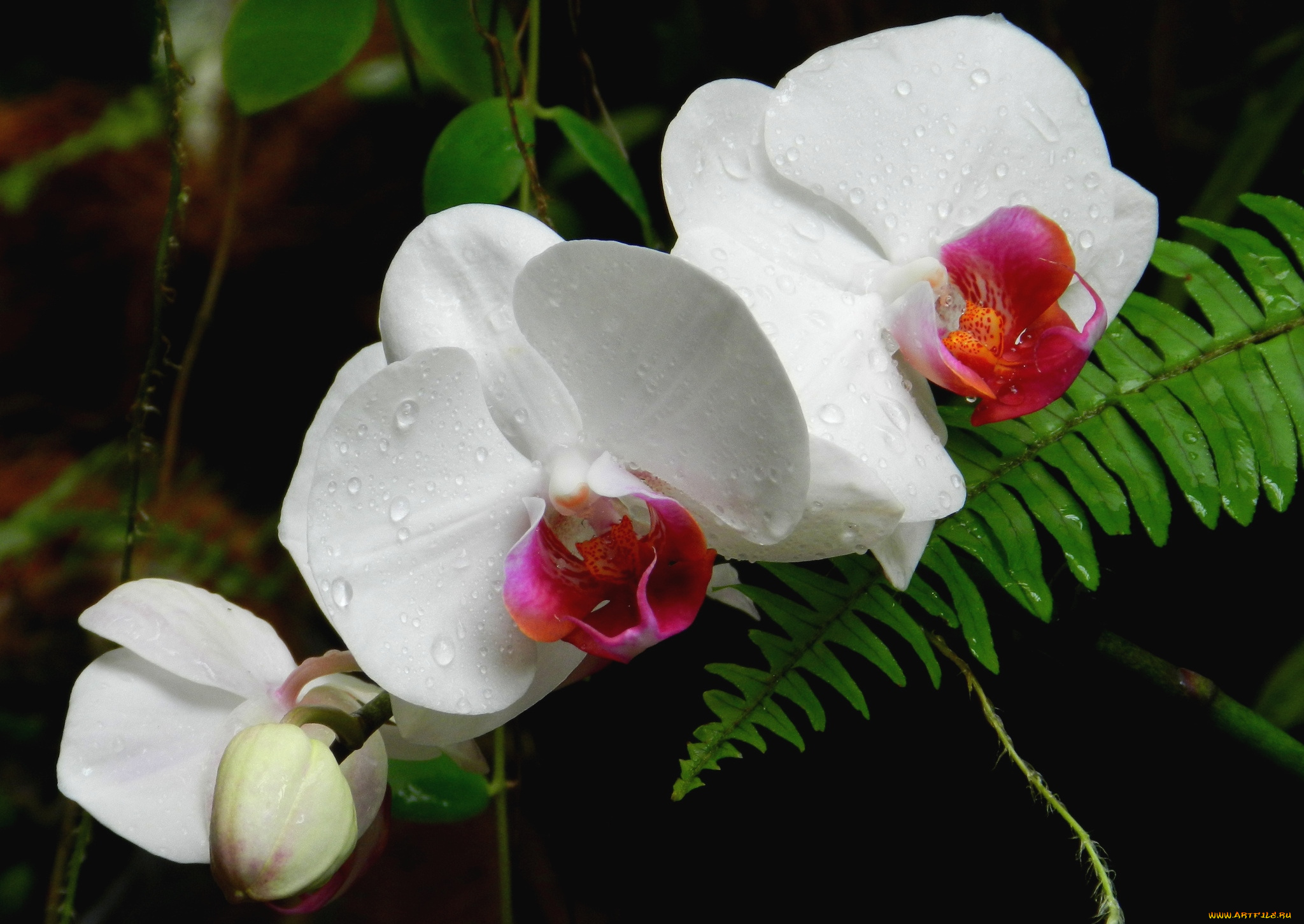 цветы, орхидеи, экзотика