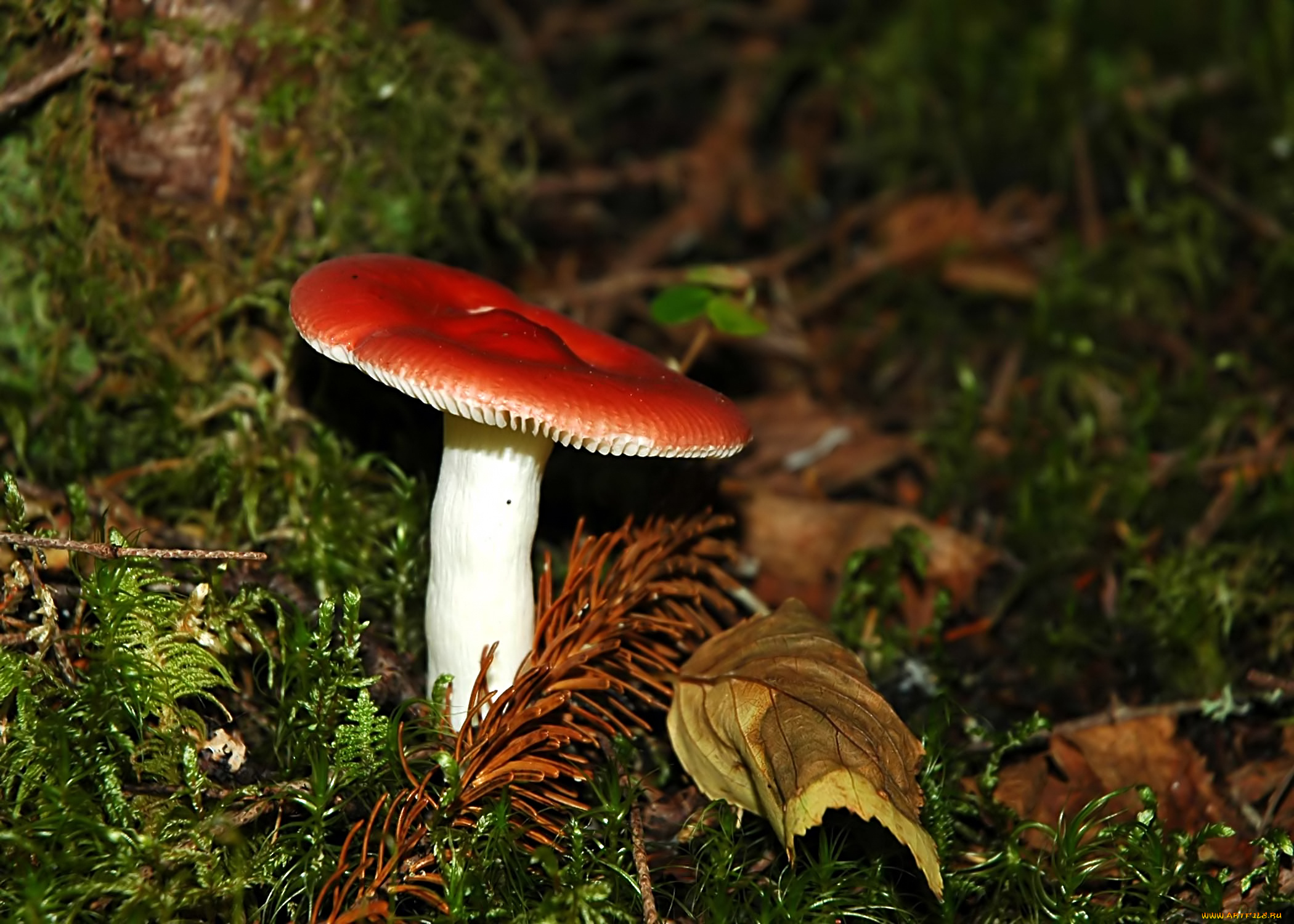 природа, грибы, гриб