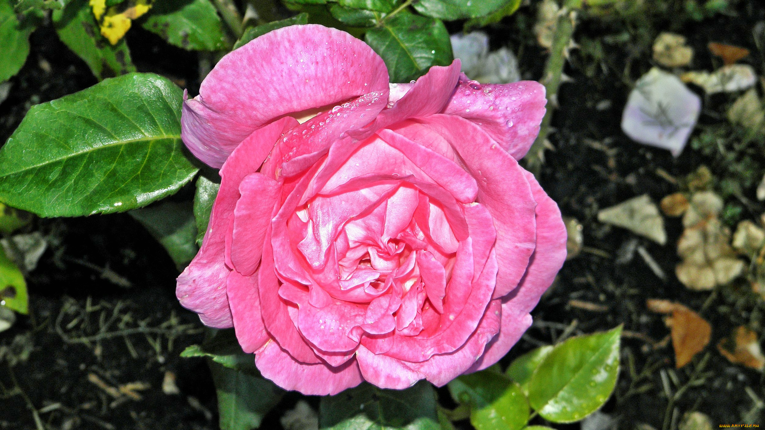 цветы, розы, роза, бутон, лепестки