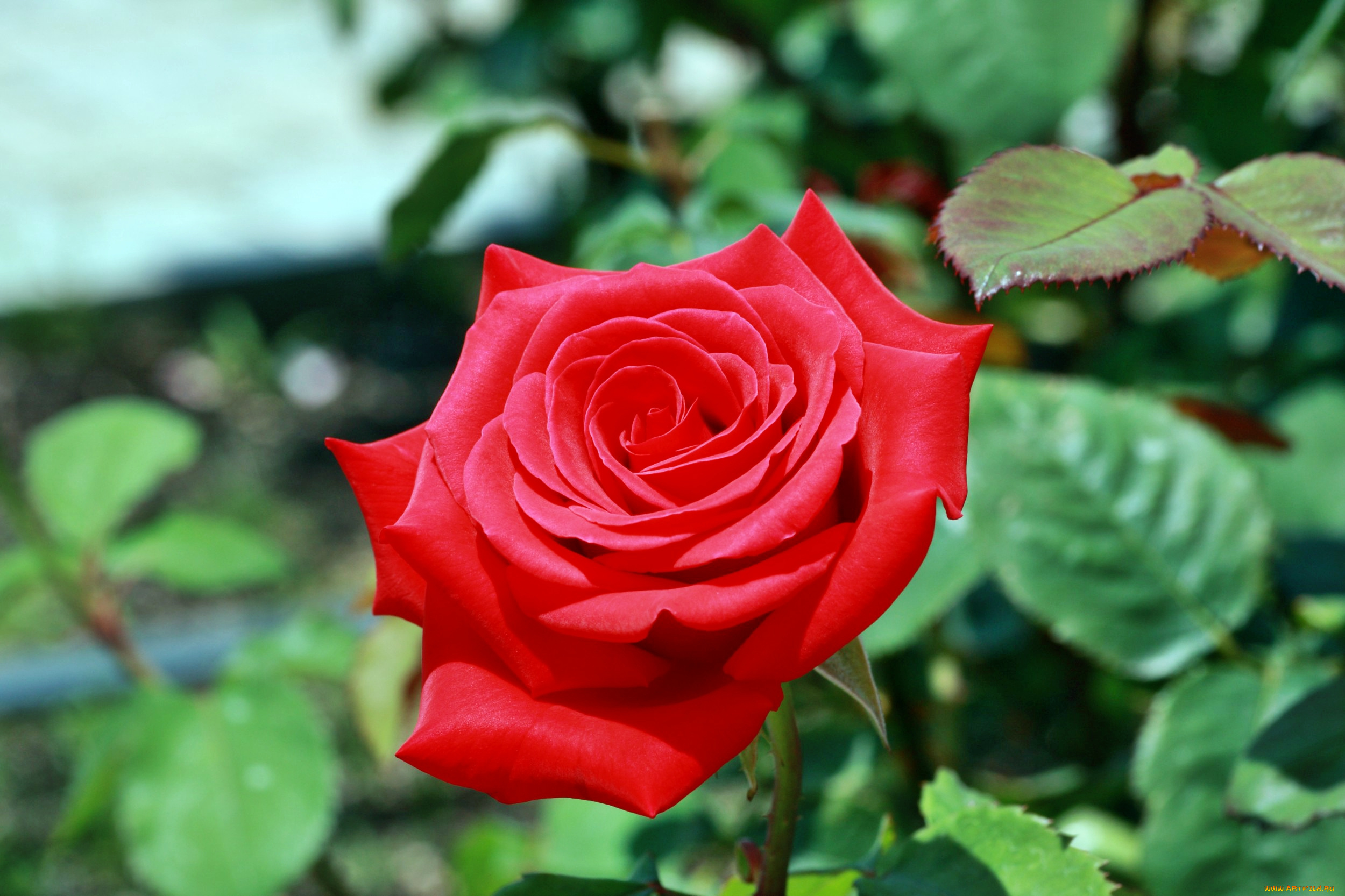 цветы, розы, бутон, лепестки, роза