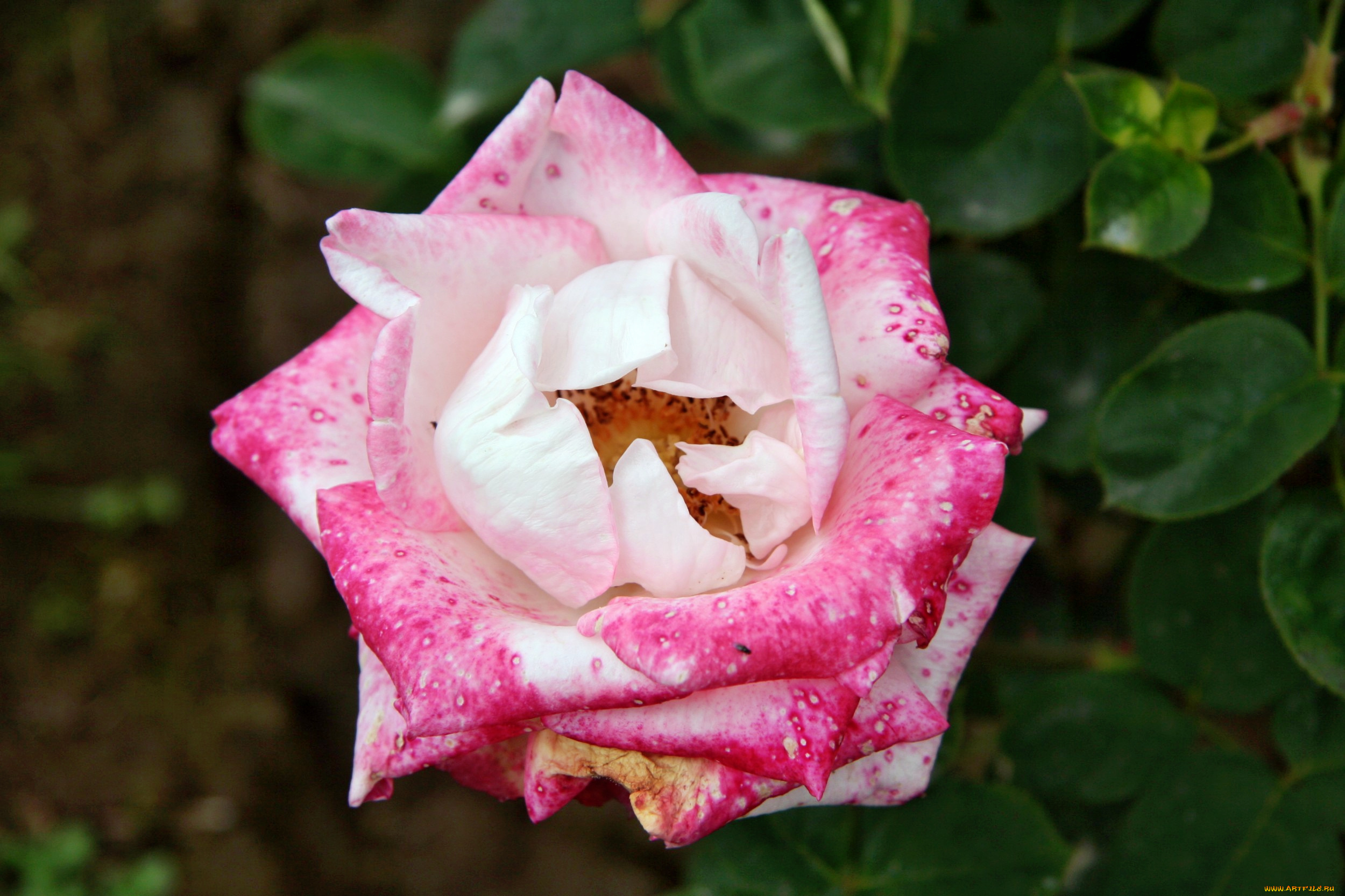 цветы, розы, лепестки, бутон, роза