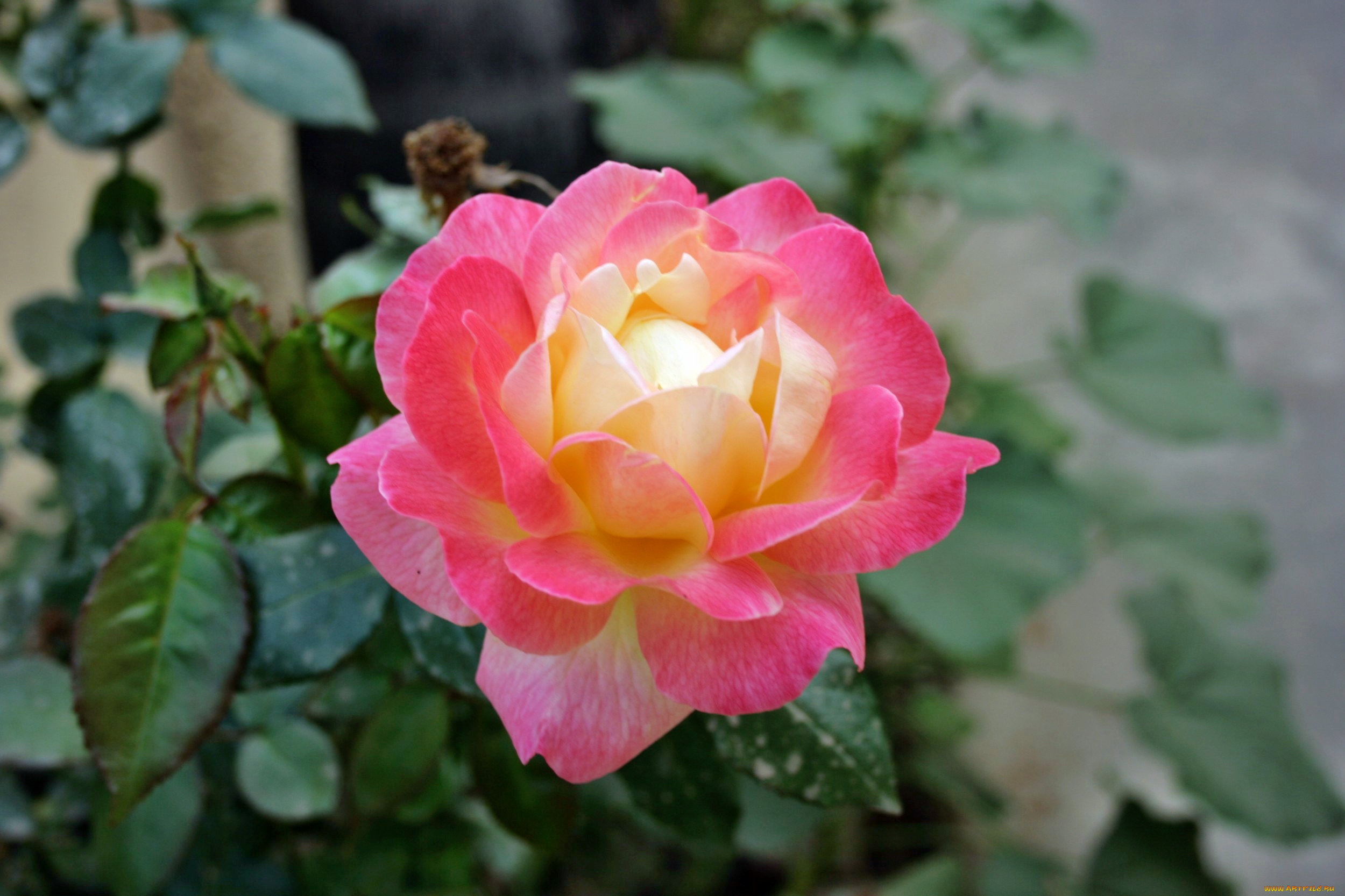 цветы, розы, лепестки, бутон, роза