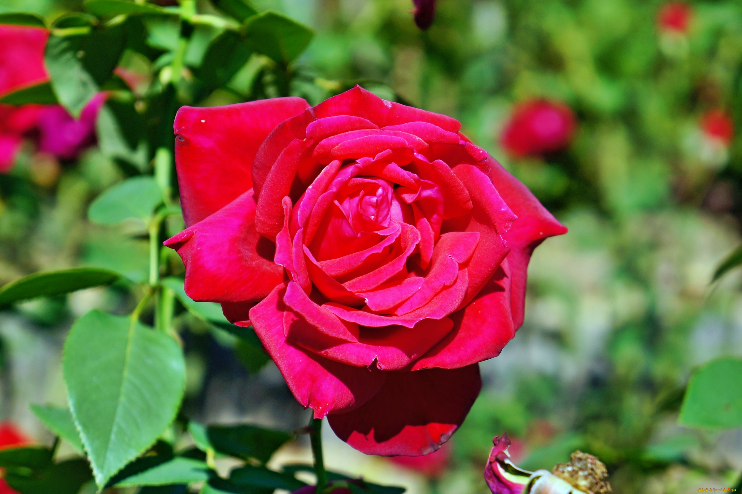 цветы, розы, лепестки, бутон, роза