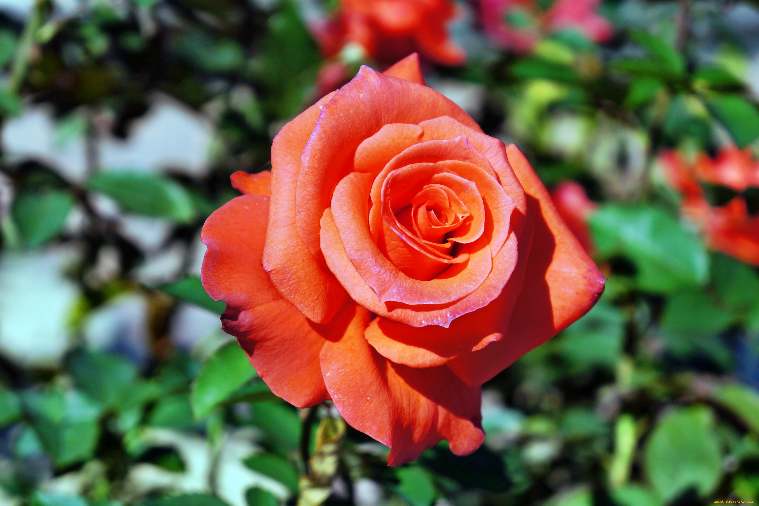 цветы, розы, роза, бутон, лепестки