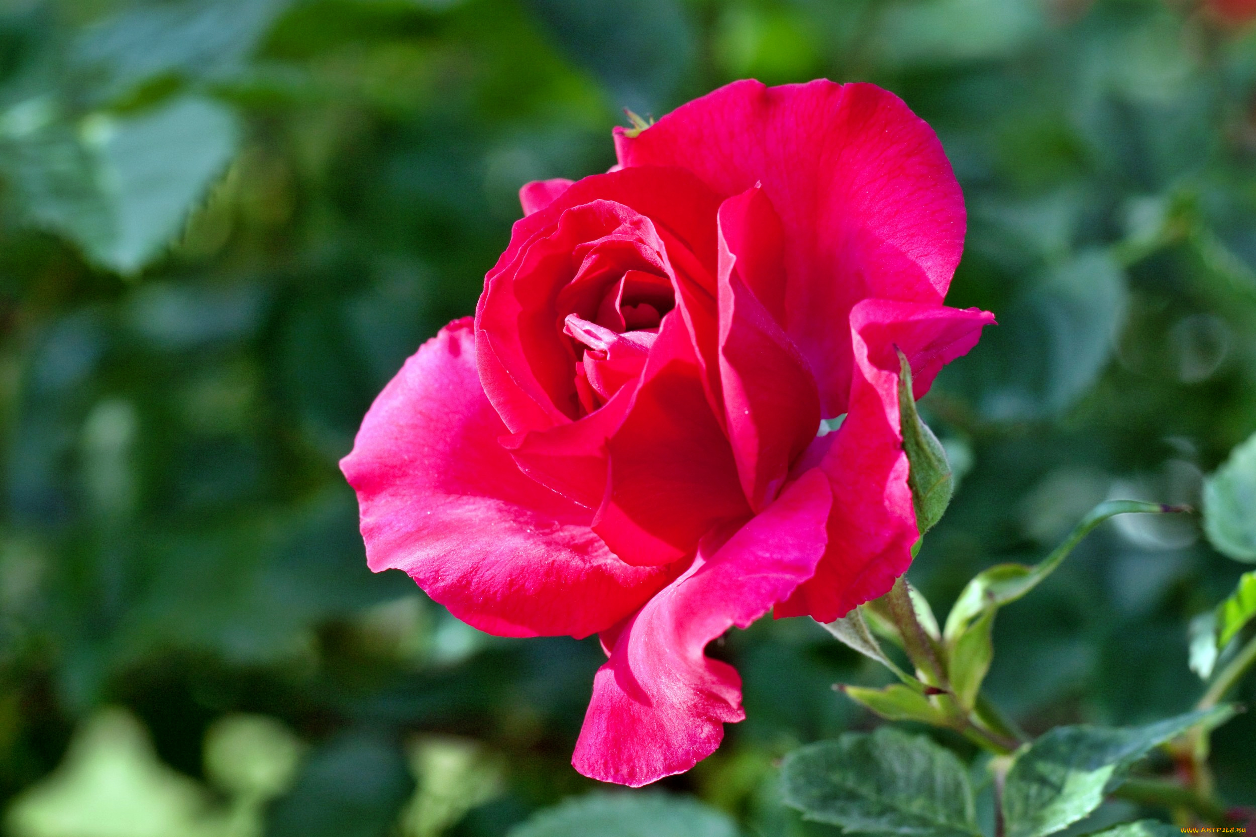 цветы, розы, роза, лепестки, бутон