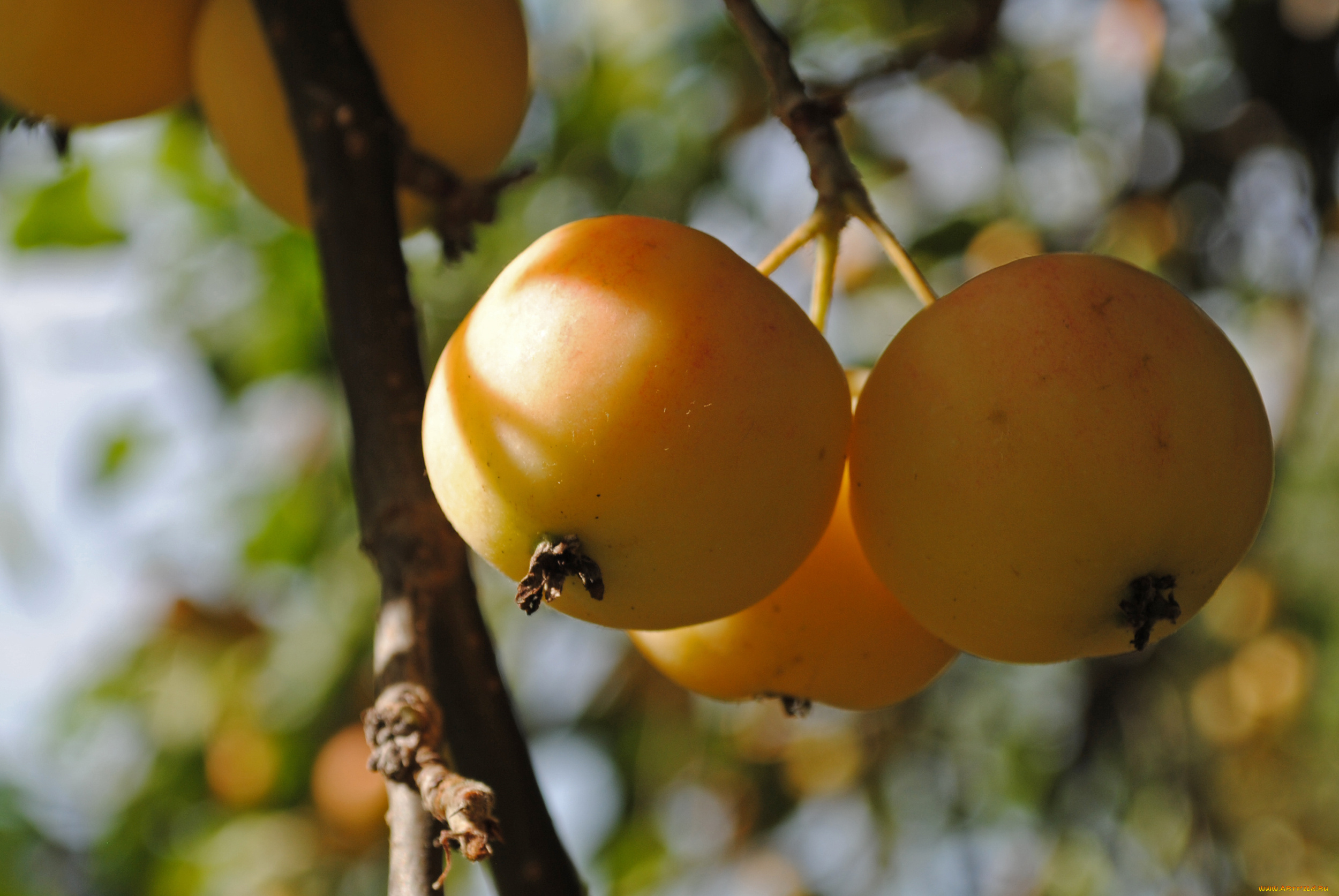 природа, плоды, ветка