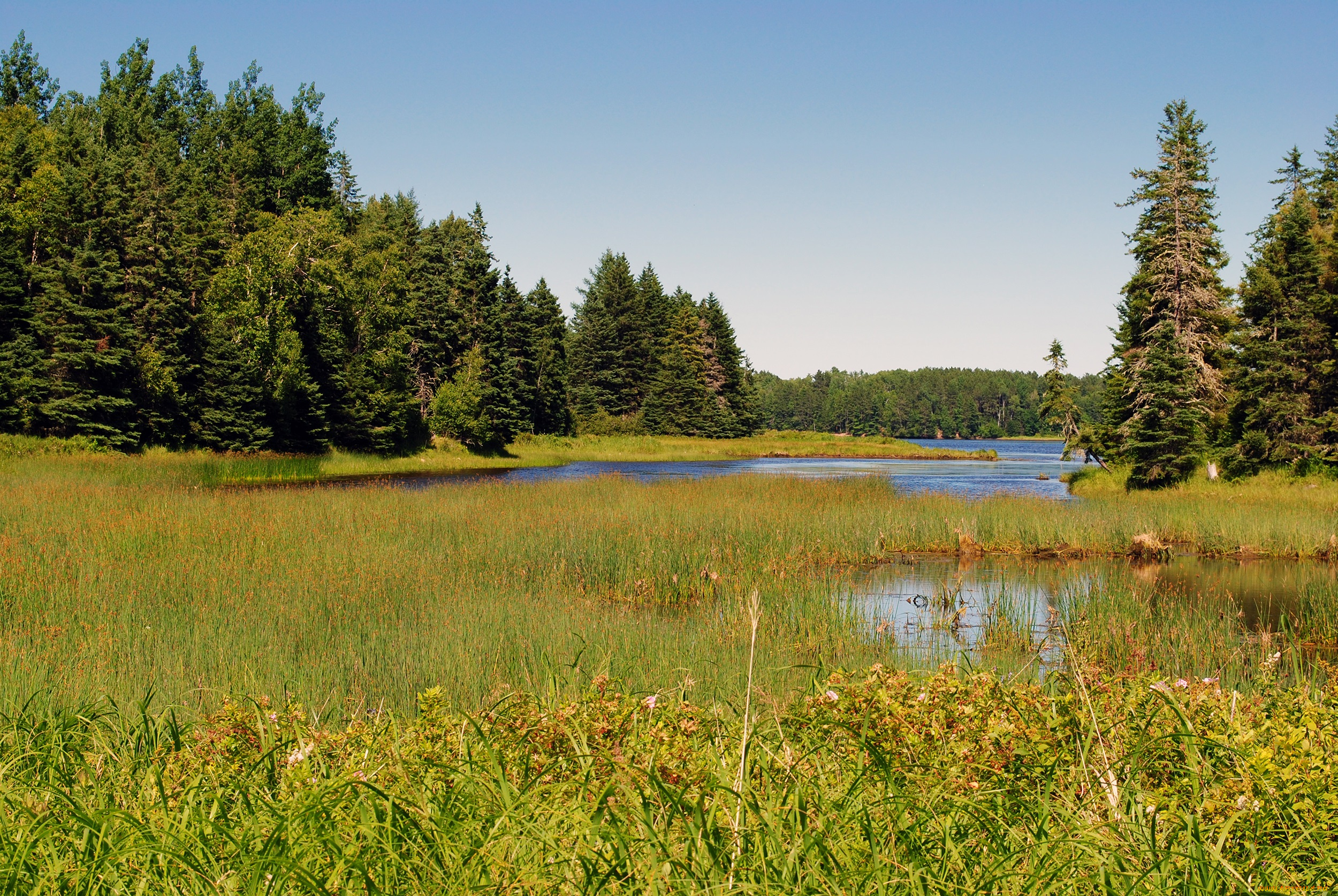 природа, луга, луг