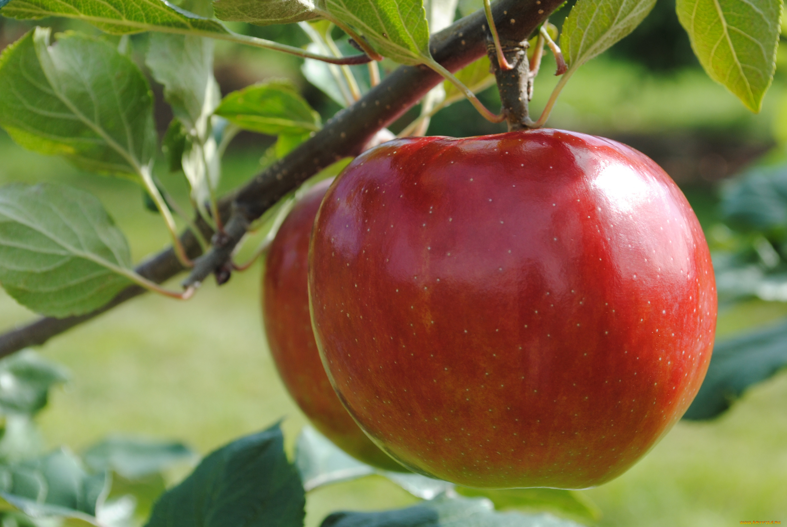 природа, плоды, листья, ветка