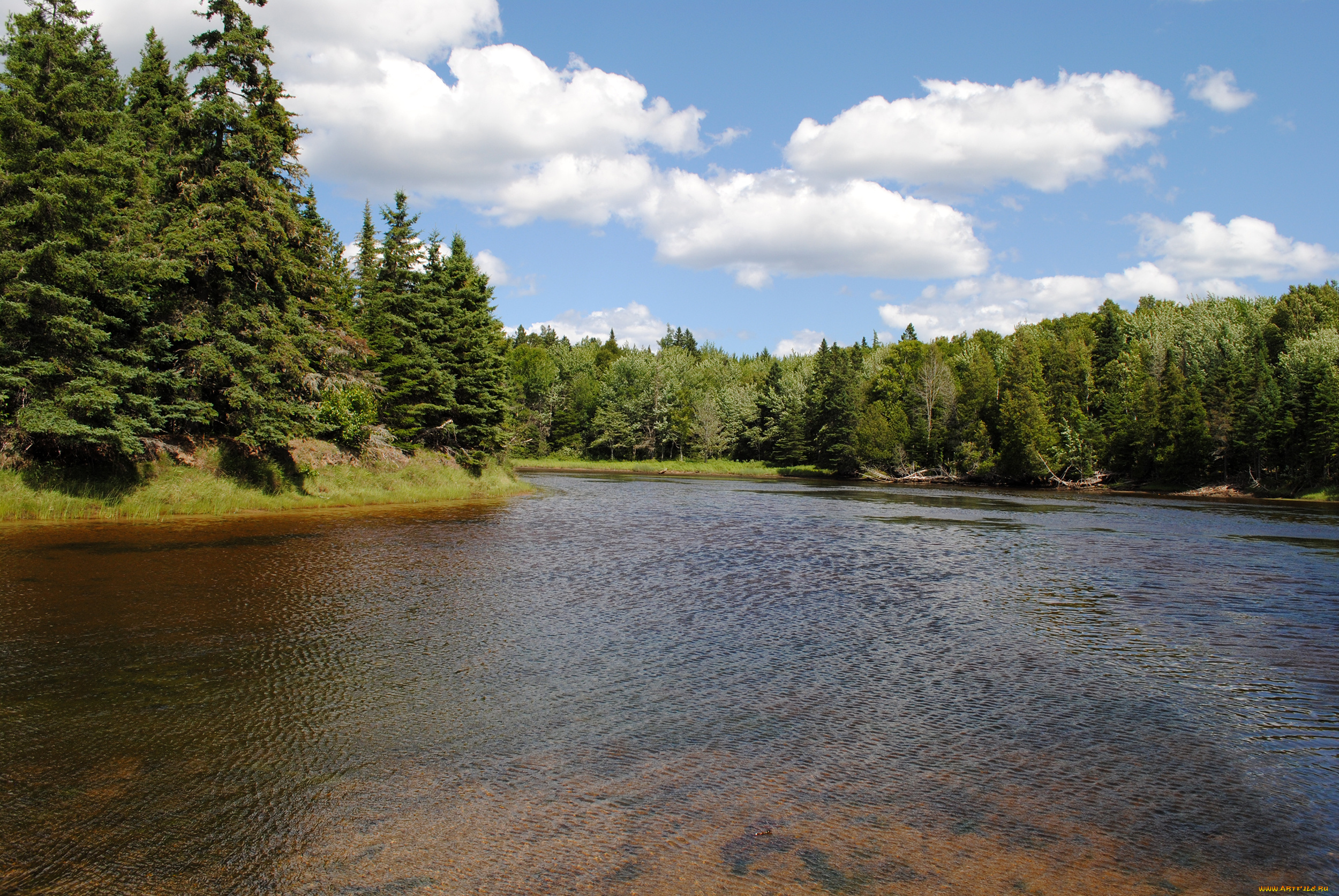 природа, реки, озера, лес, река