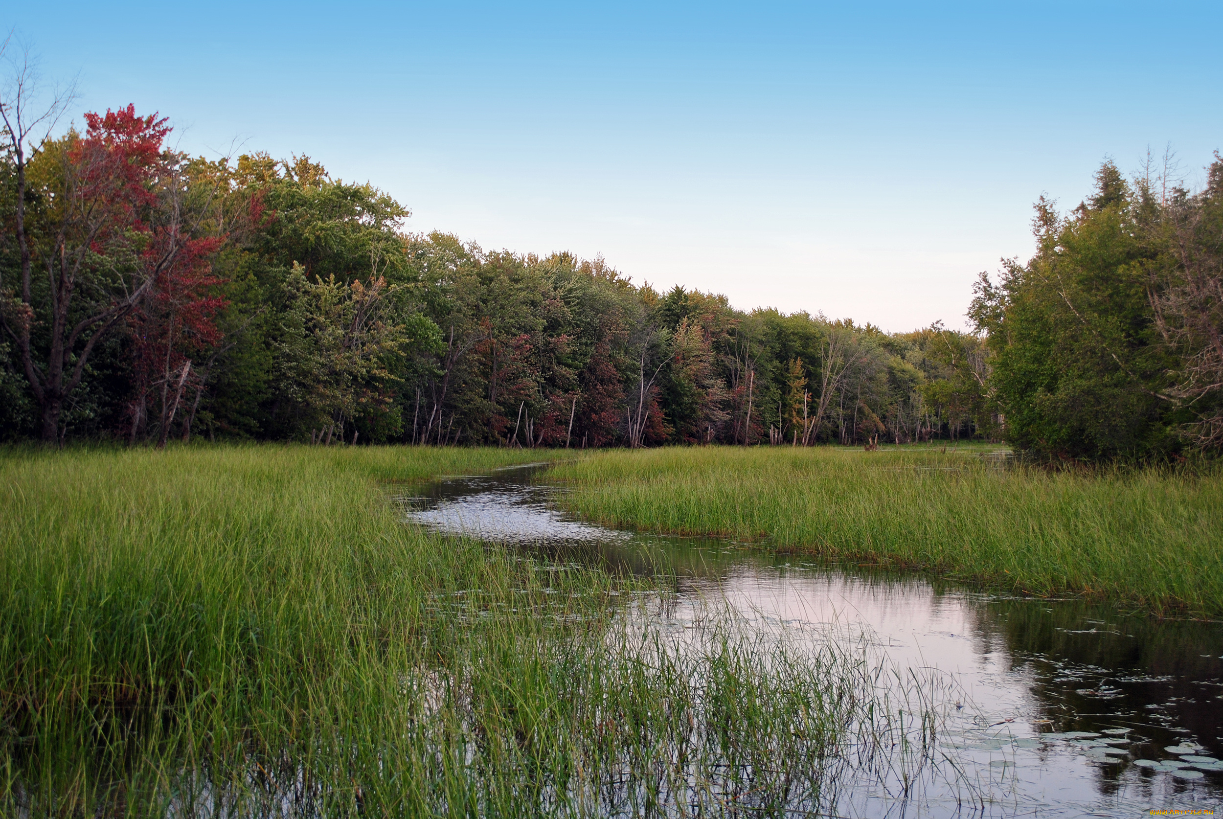 природа, реки, озера, река, лес, луг