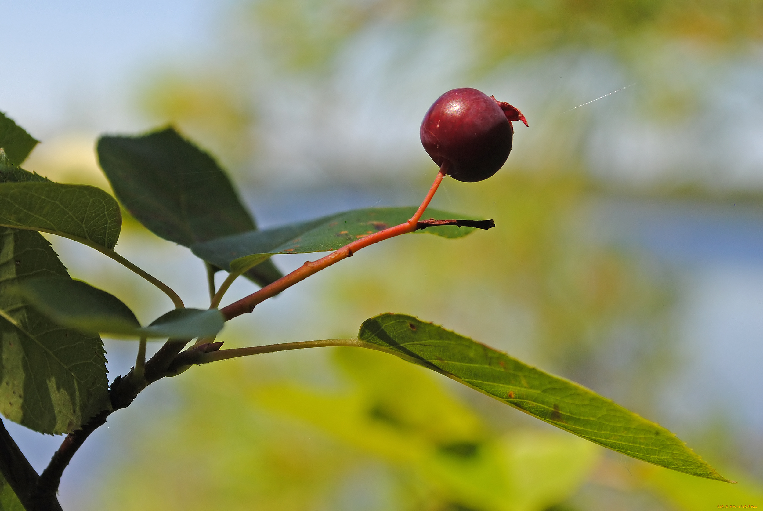 природа, Ягоды, ветка