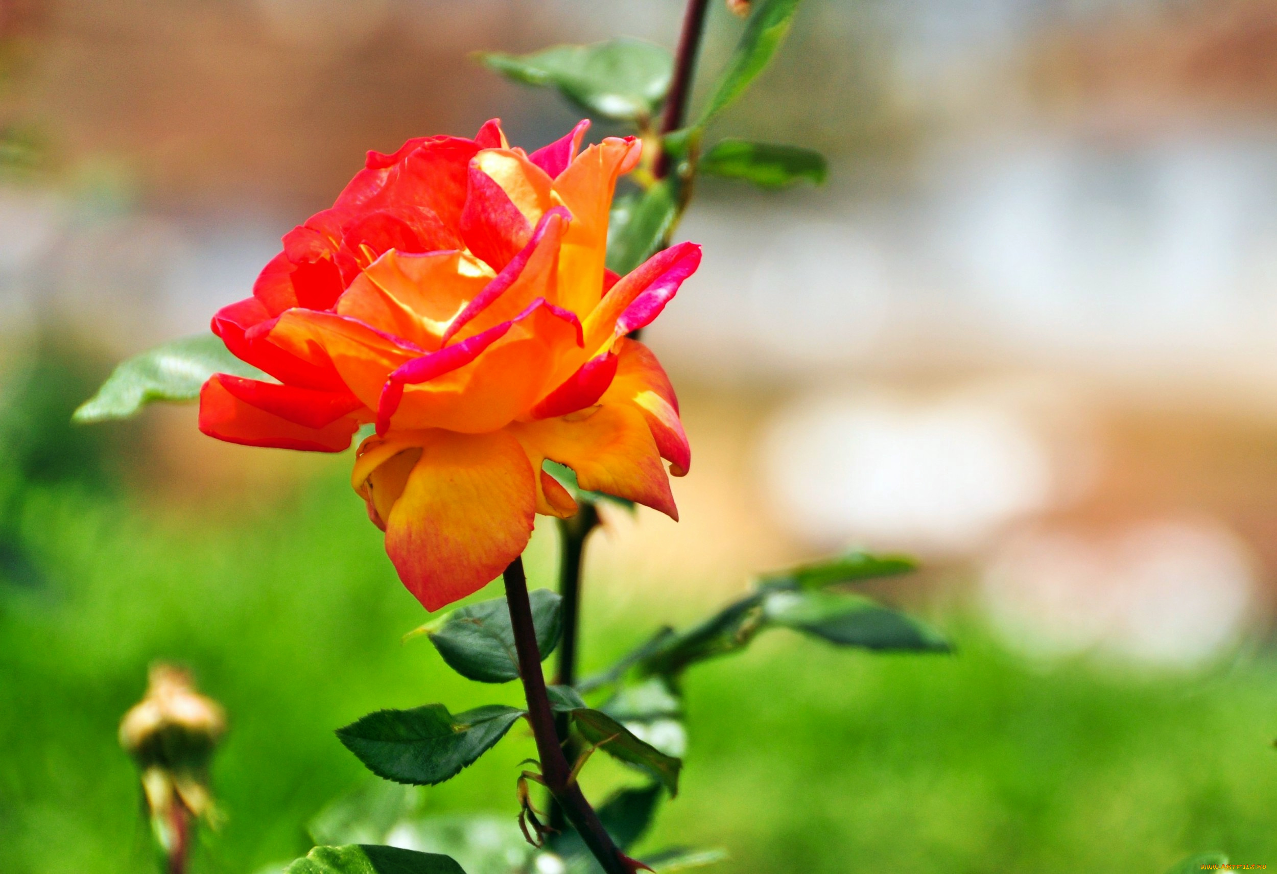 цветы, розы, лепестки, бутон, роза