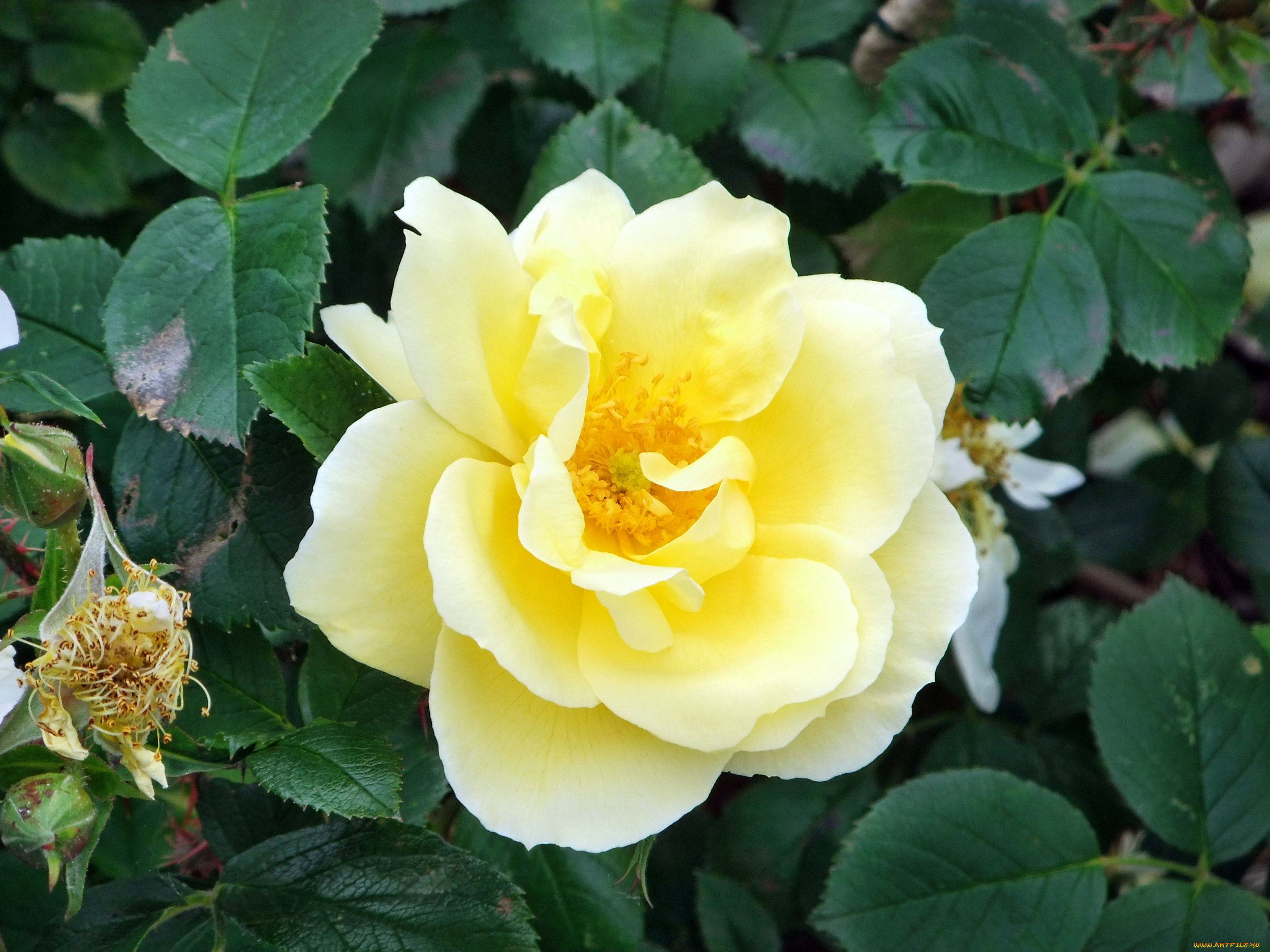 цветы, розы, бутон, роза, лепестки