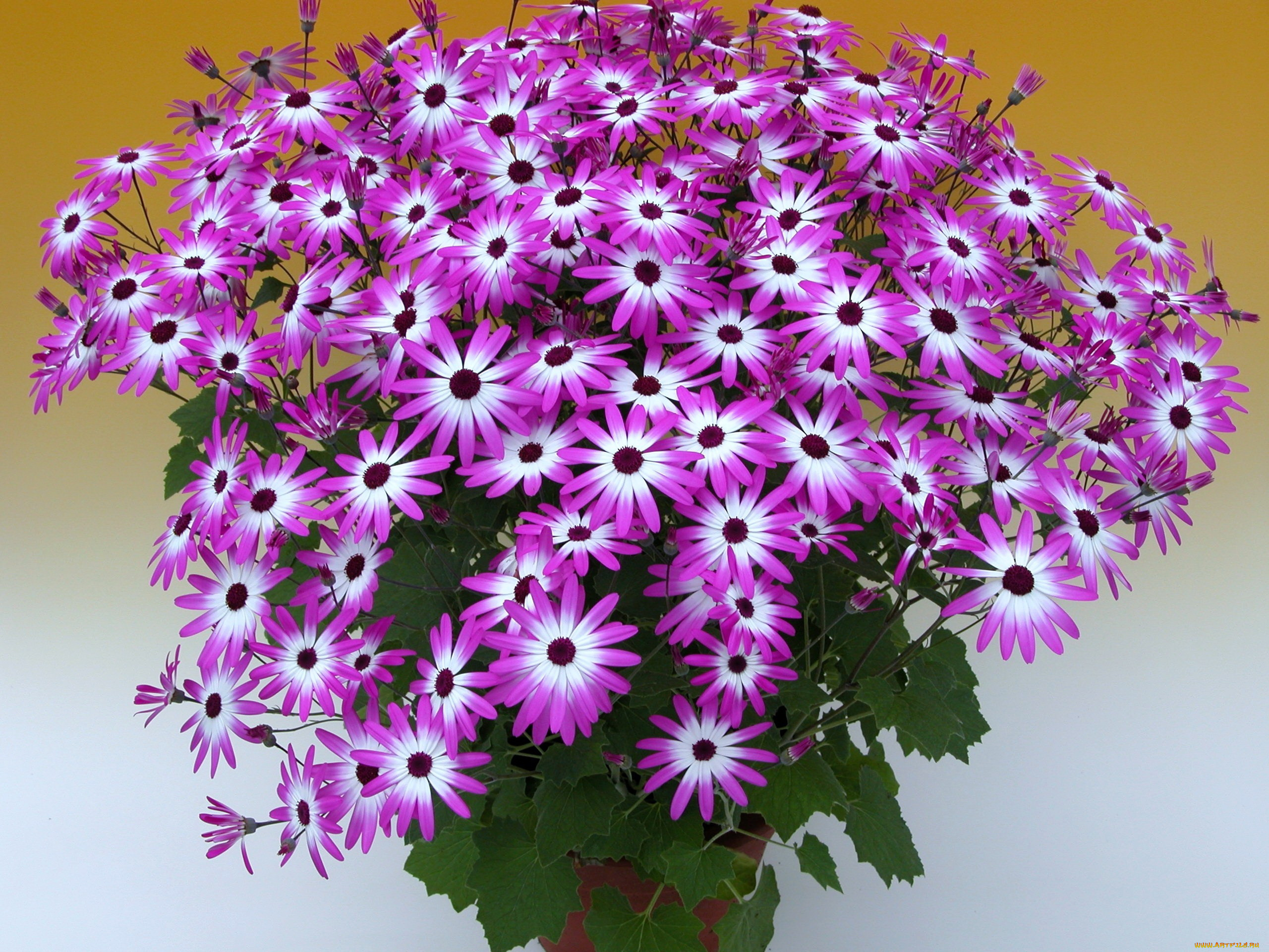 цветы, цинерария