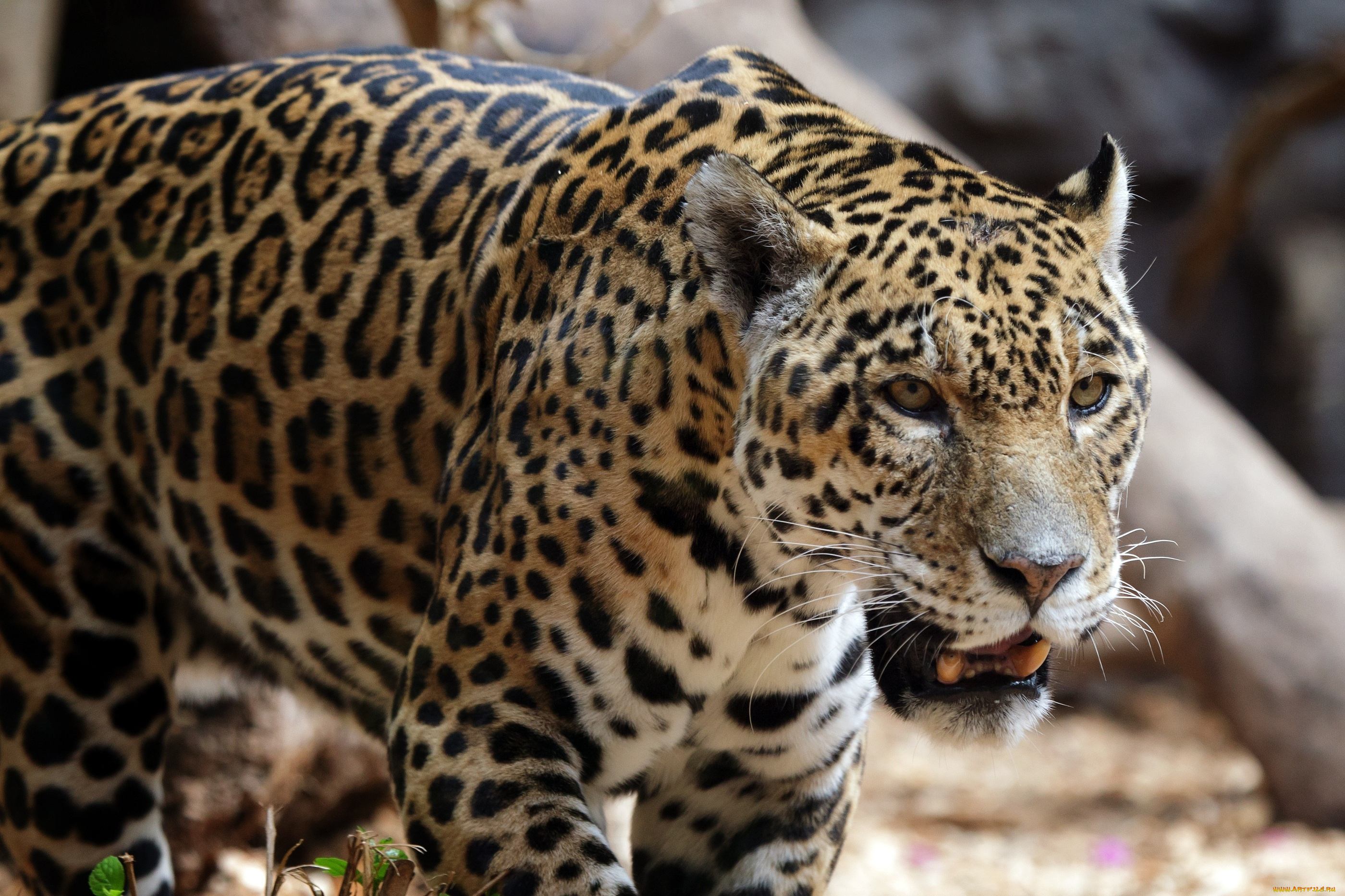 животные, Ягуары, ягуар