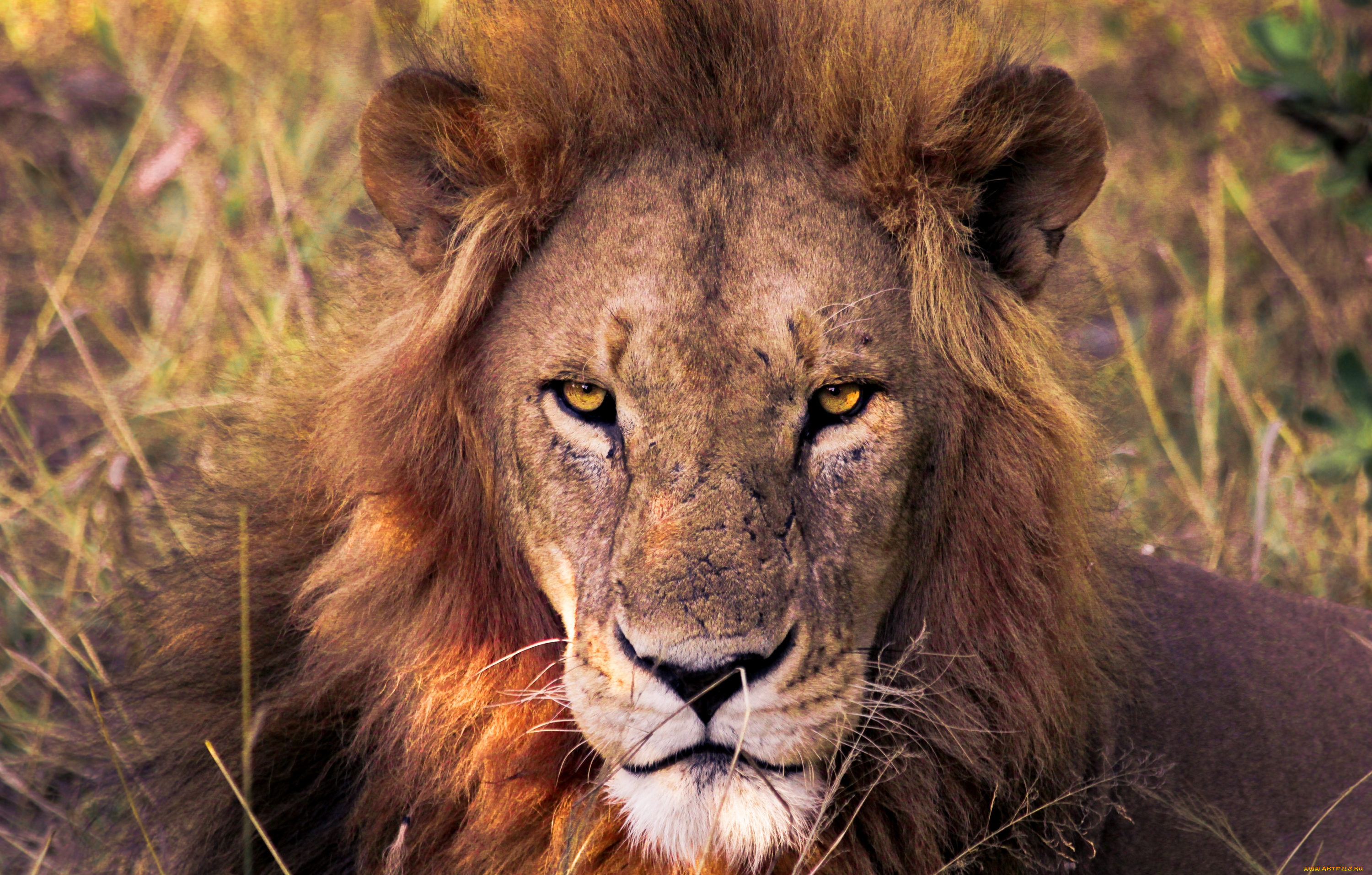 животные, львы, портрет