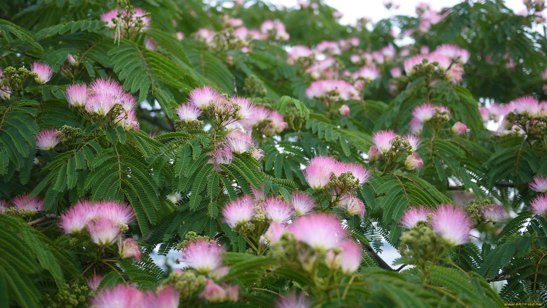 цветы, акация, цветок, пушистый, игольчатый, розовый