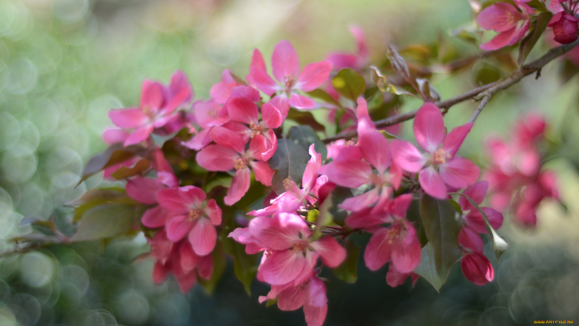 цветы, цветущие, деревья, , , кустарники, цветущая, веточка, листья, ветка, цветки