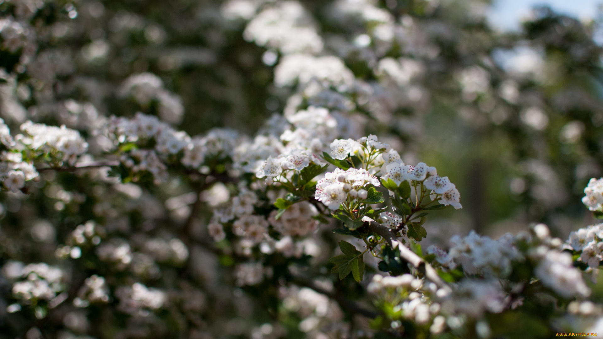 цветы, цветущие, деревья, , , кустарники, нежность, цветение, розовая, камелия, цветок, листья, ветка