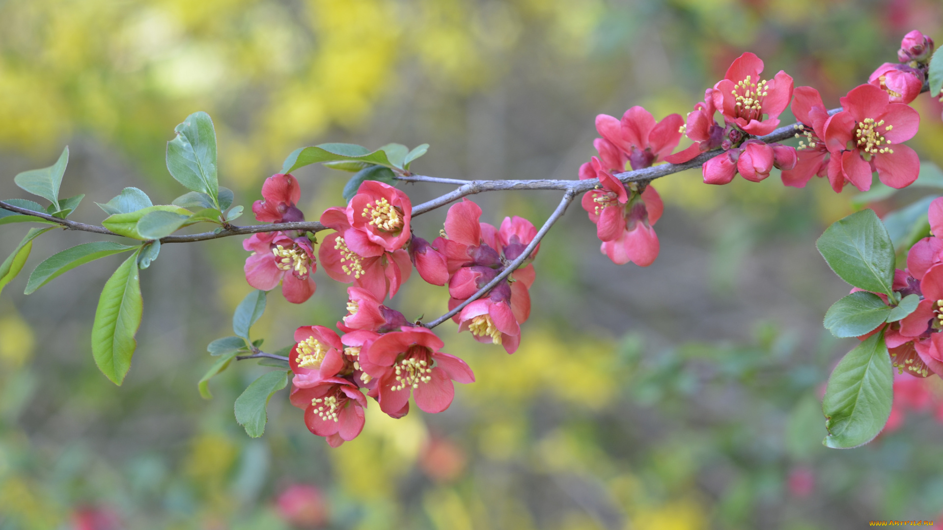 цветы, цветущие, деревья, , , кустарники, нежно, цветение, цветочки, ветка, листики