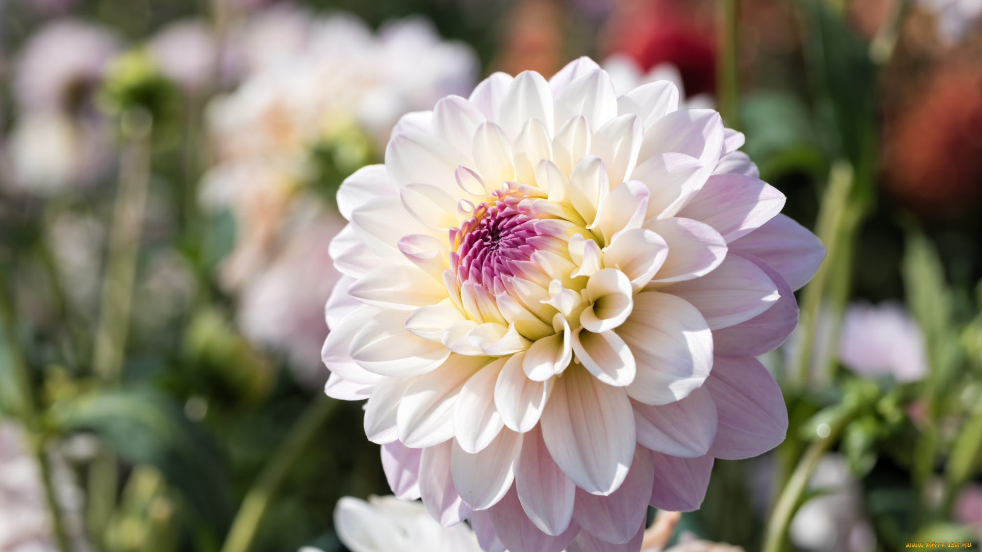 цветы, георгины, лепестки, цветение, розовый, георгин