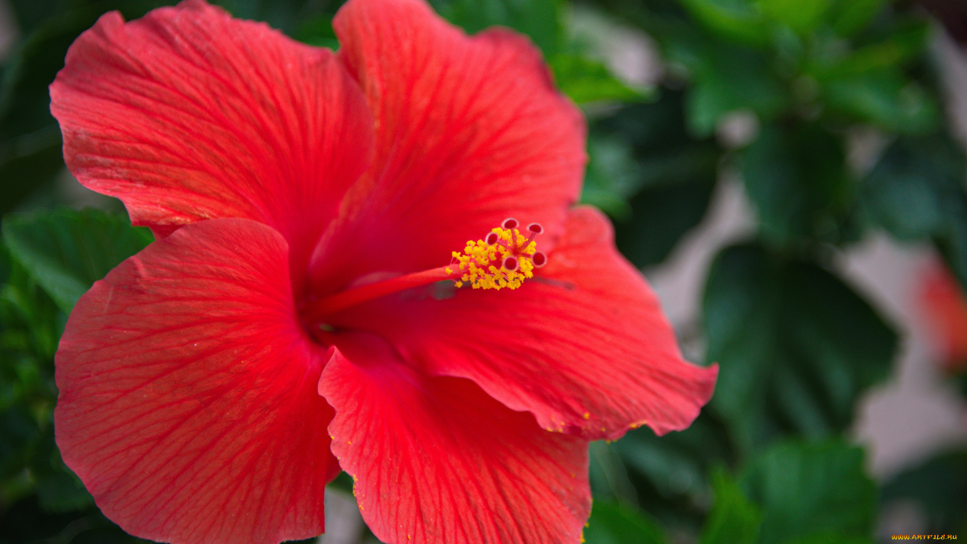 цветы, гибискусы, цветение, листики, тычинка, красный, гибискус