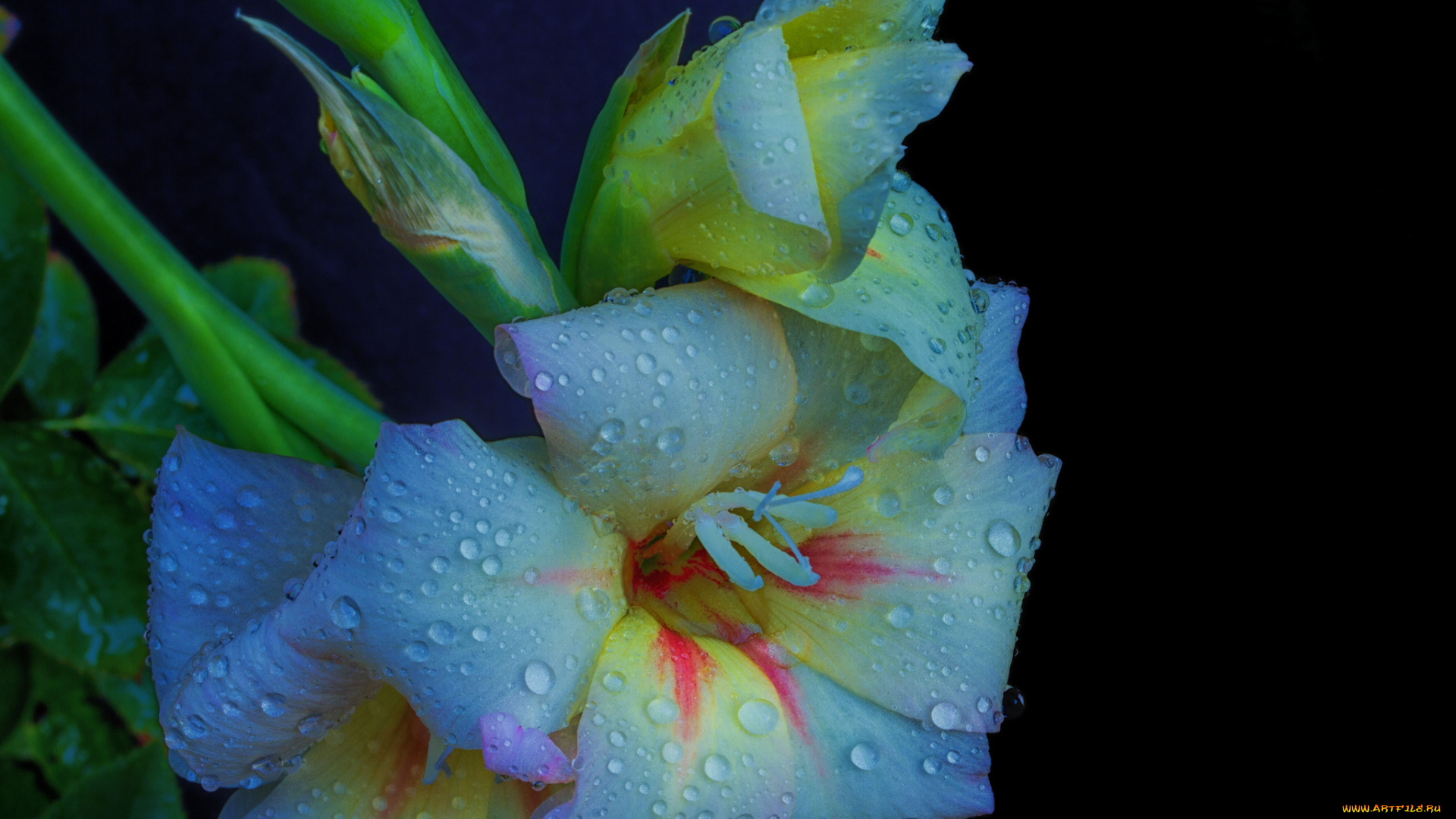 цветы, гладиолусы, гладиолус