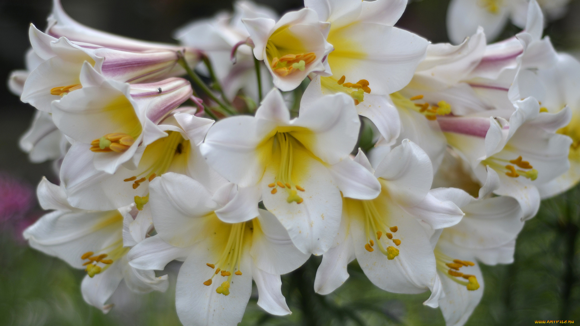 цветы, лилии, , лилейники, bloom, lily, лепестки, цветение, petals