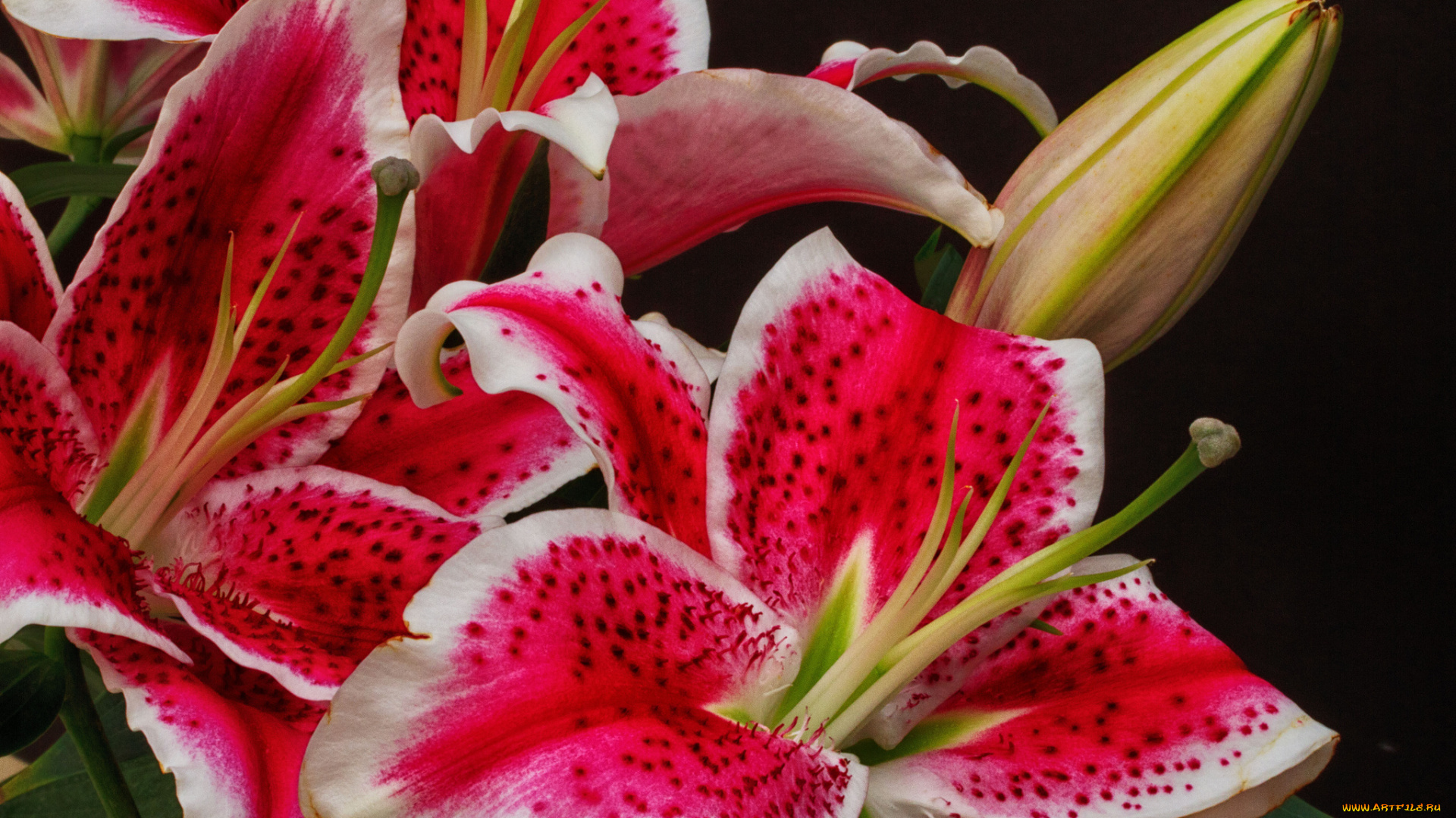 цветы, лилии, , лилейники, цветение, бутоны, лилия